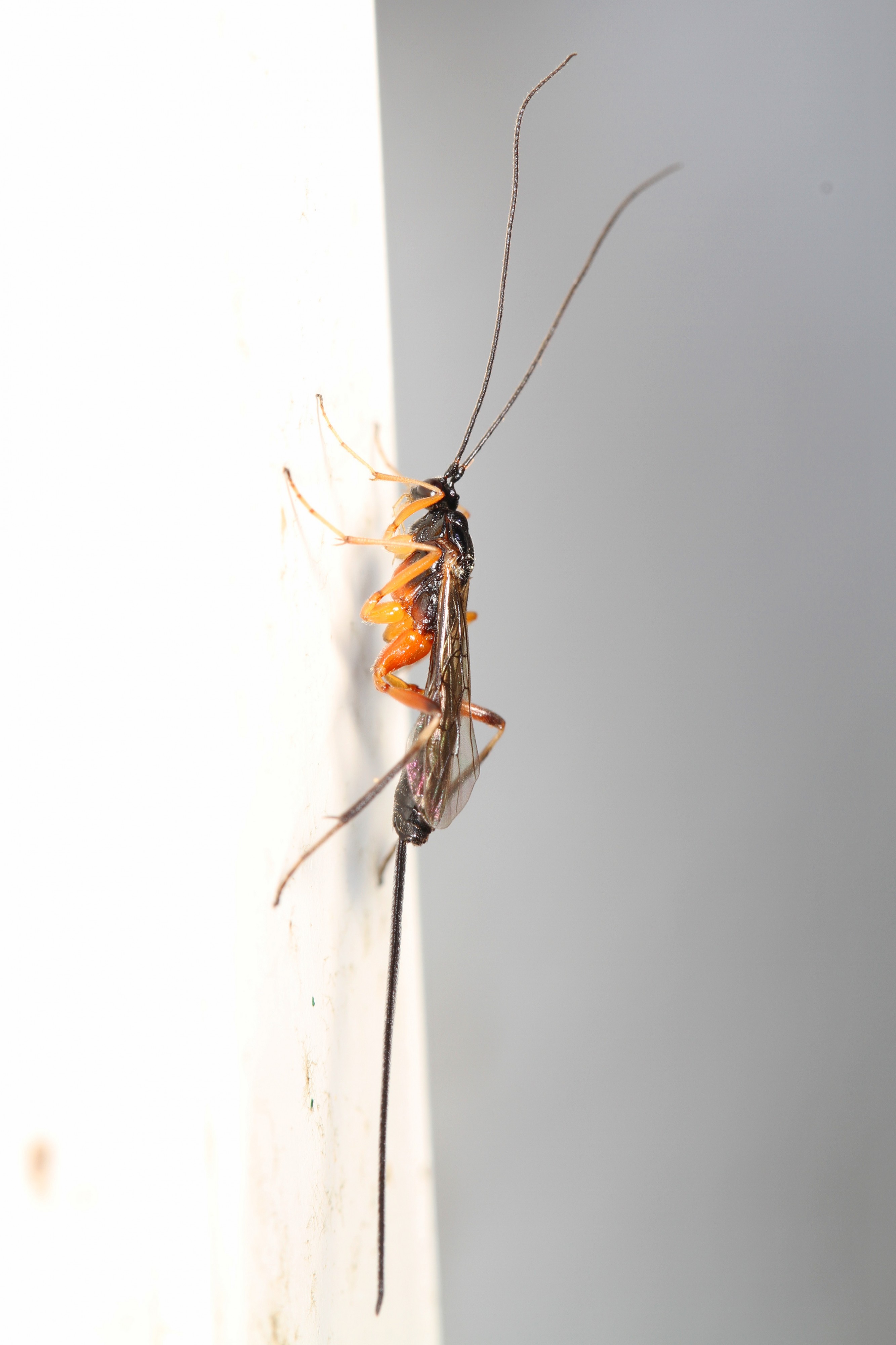 Braconid or Ichneumon Wasp, Woodbridge, Virginia - 19926301073