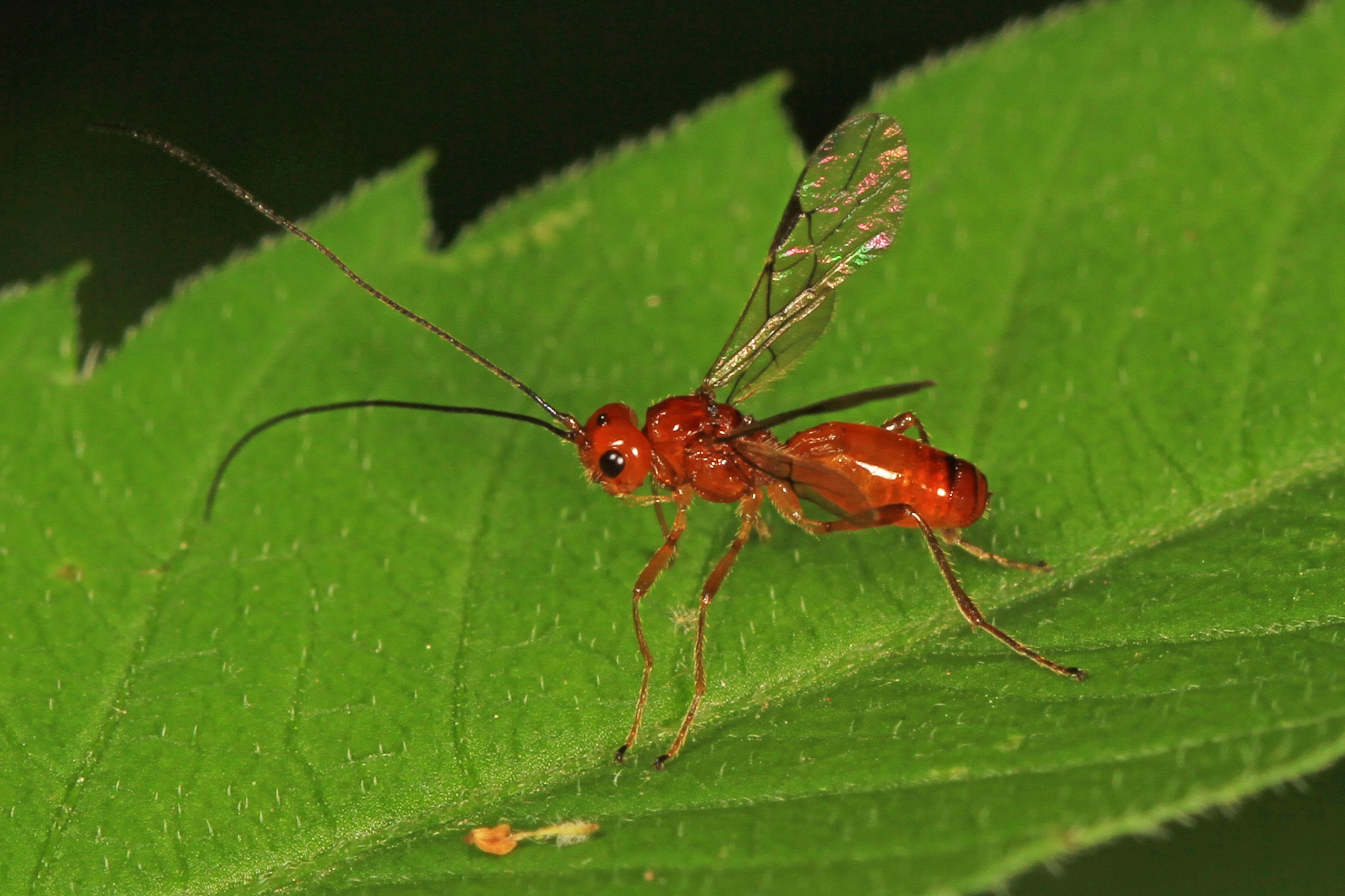 Braconid Wasp - Phaenocarpa species, Woodbridge, Virginia