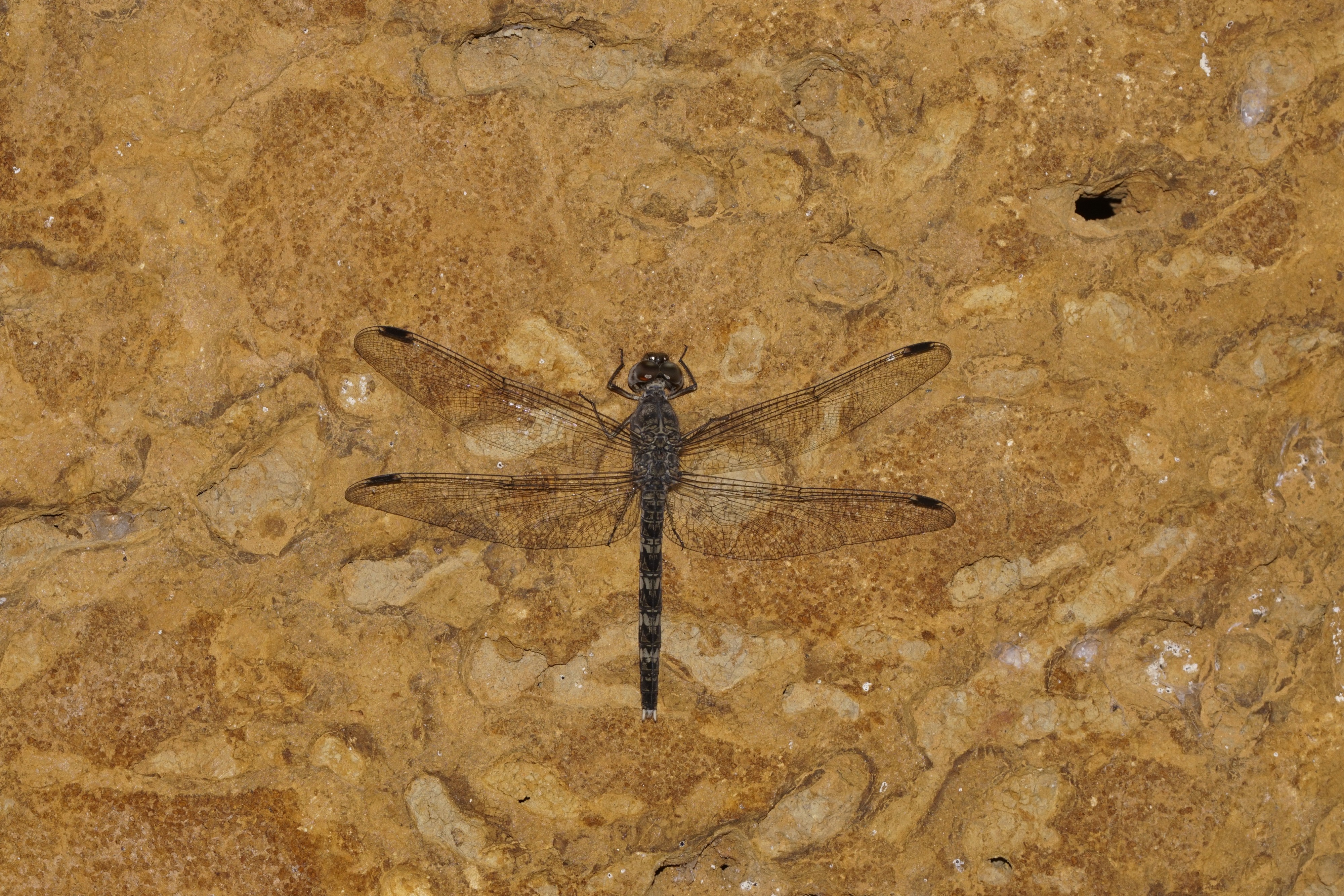 Bradinopyga geminata 6555