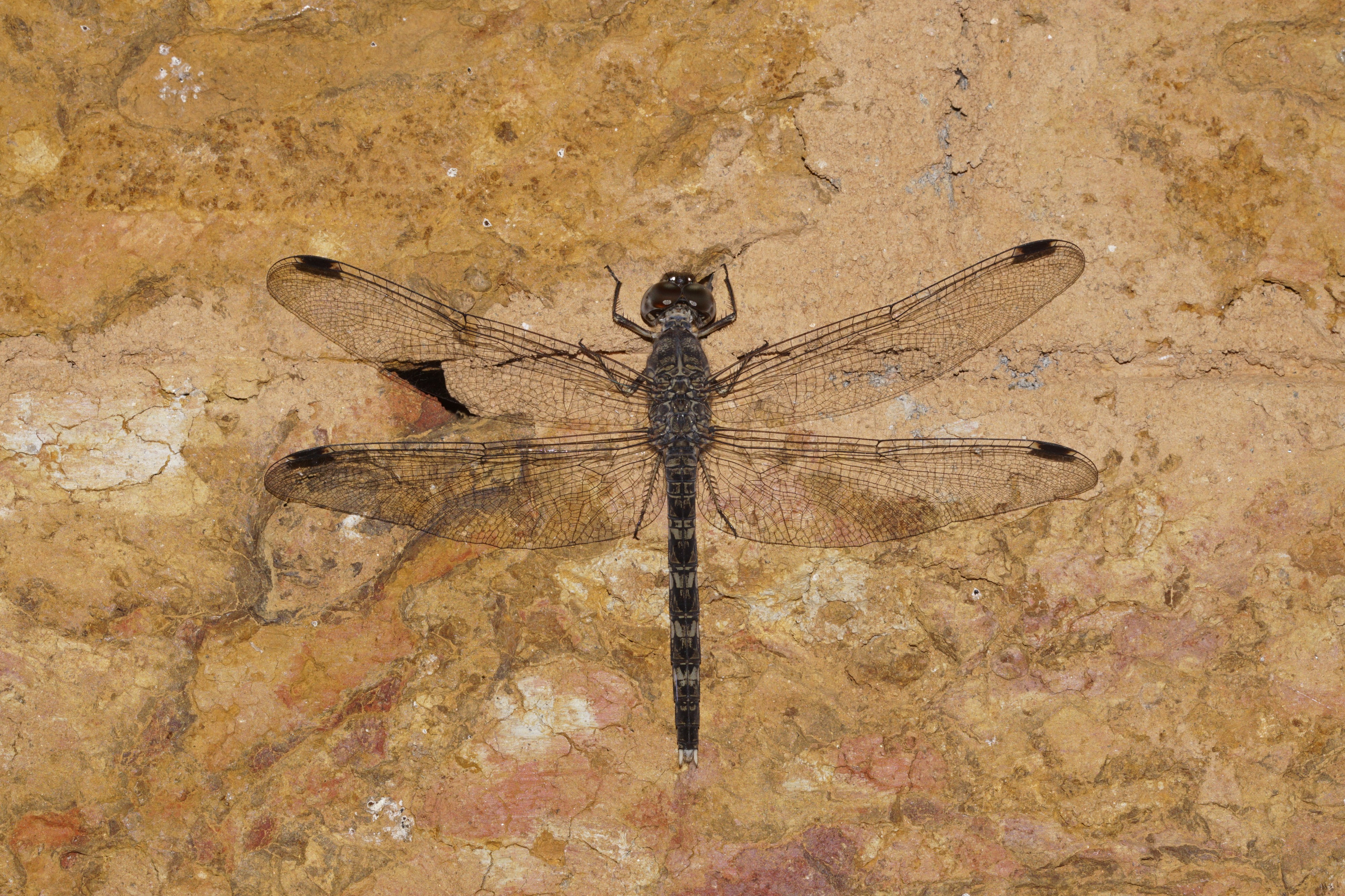 Bradinopyga geminata 6558