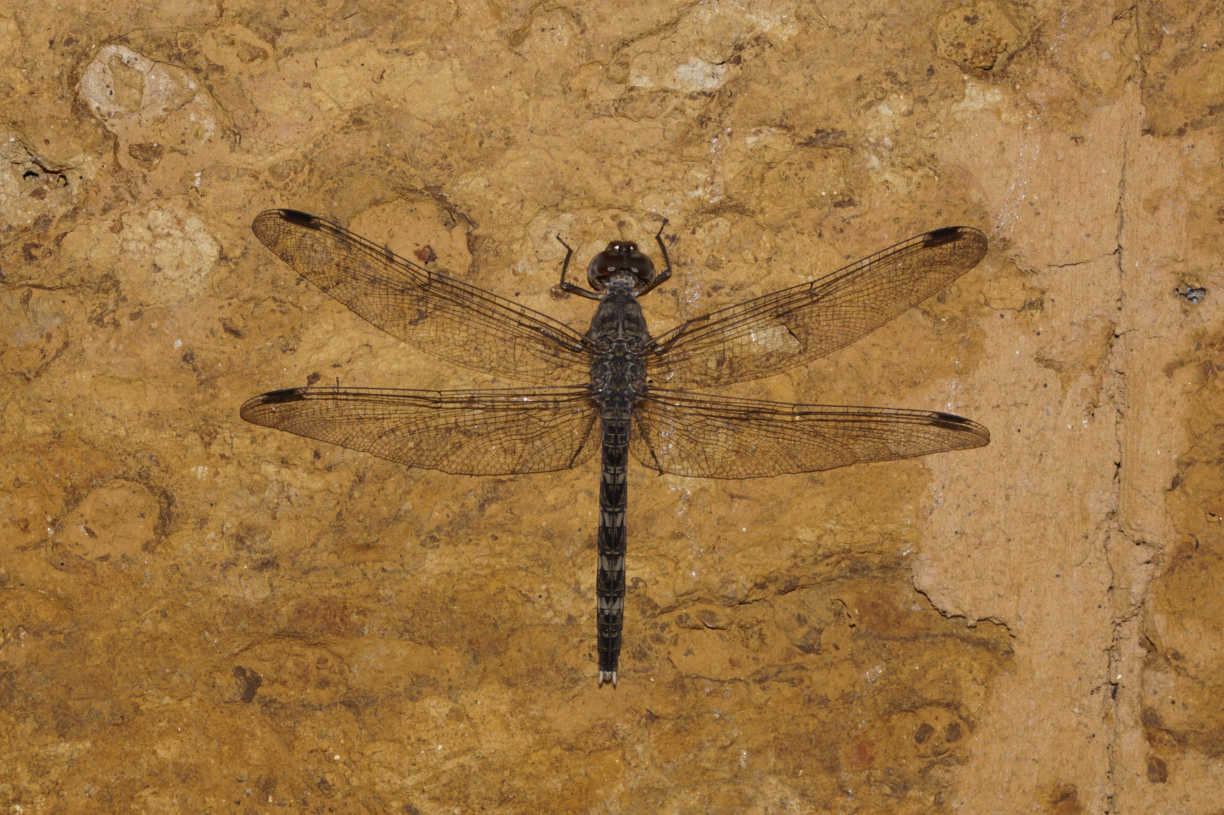 Bradinopyga geminata 6563