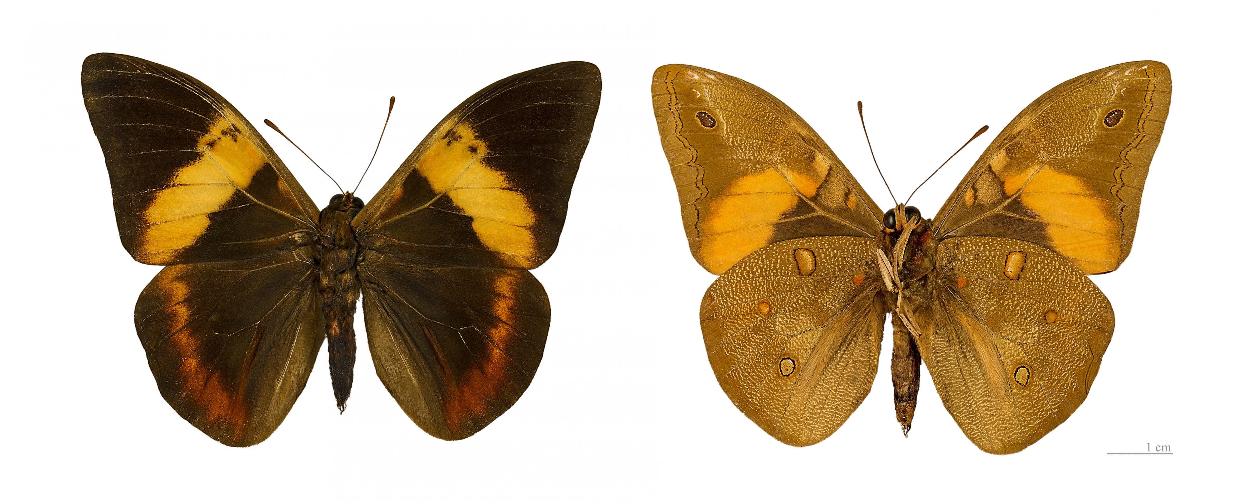 Brassolis sophorae MHNT Male