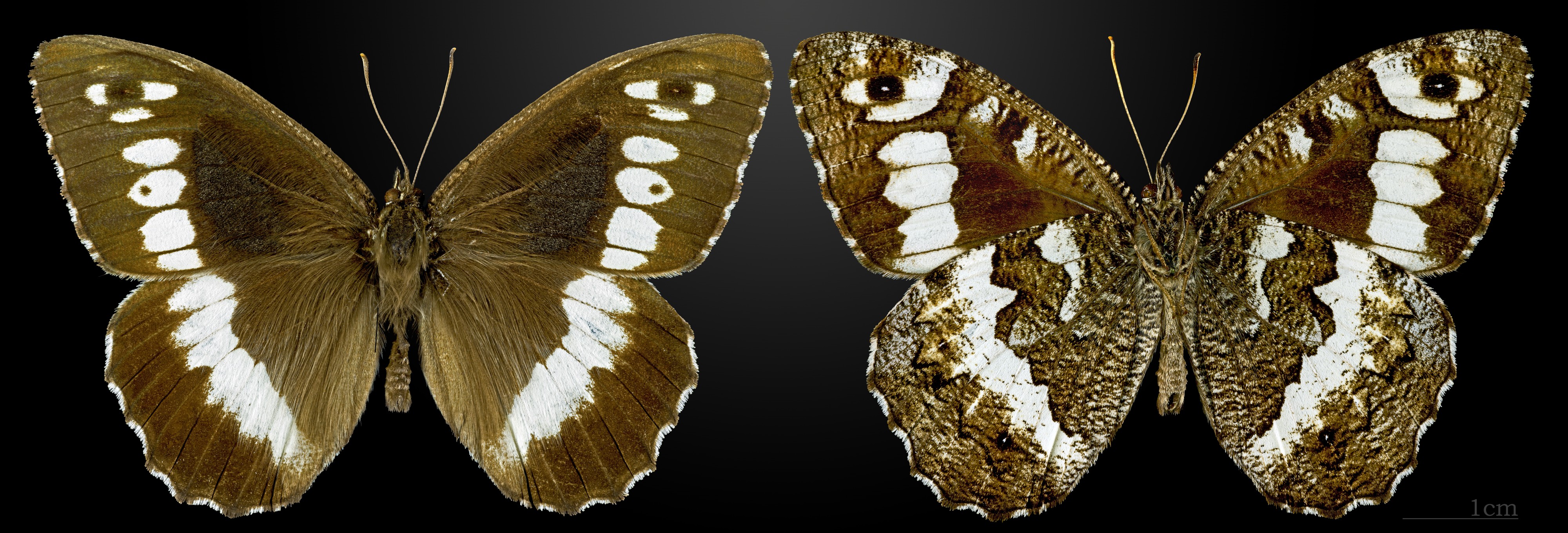 Brintesia circe MHNT CUT 2013 3 30 Cahors male