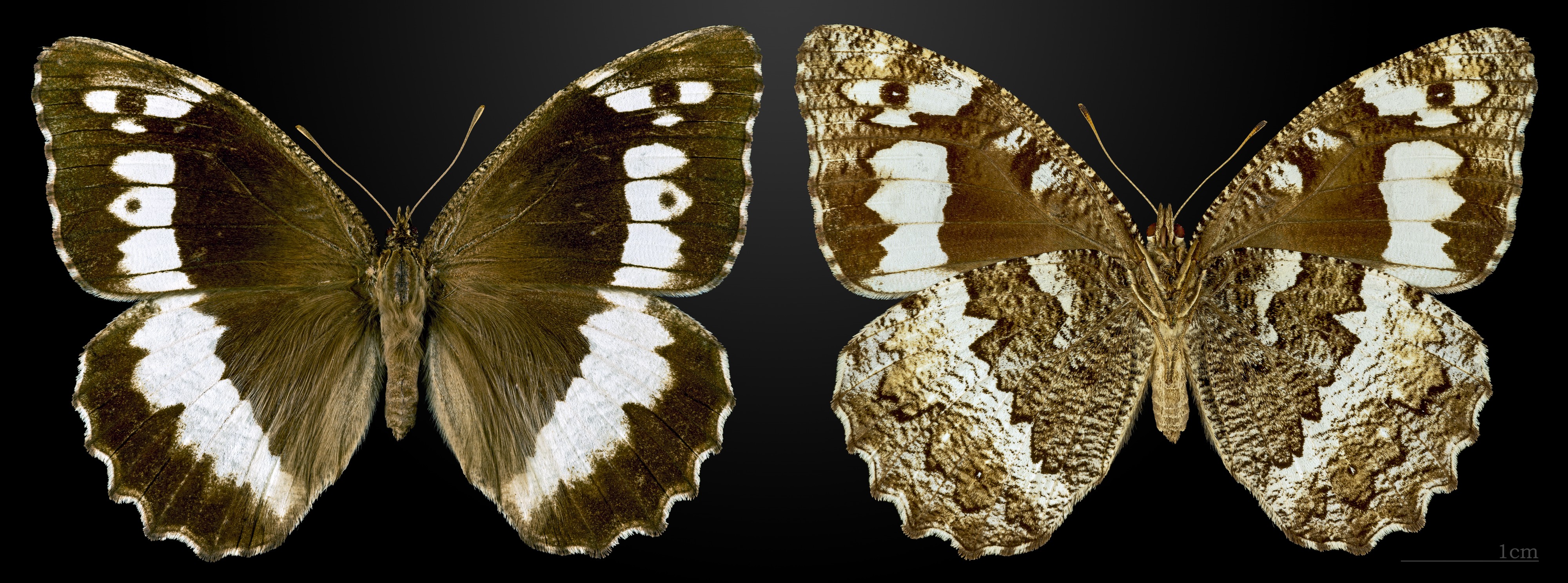 Brintesia circe MHNT CUT 2013 3 31 Cahors female