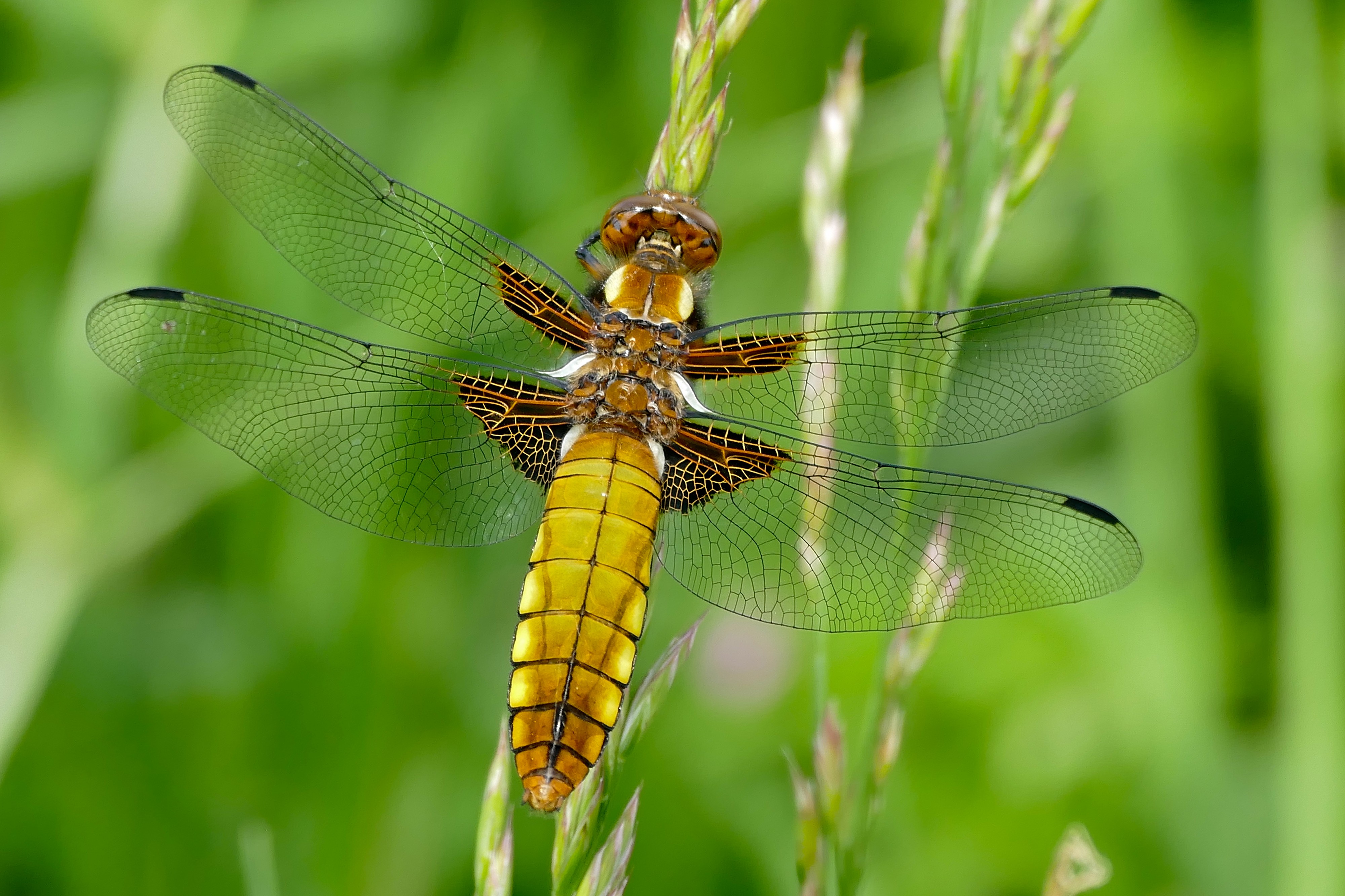 Broad-bodied Chaser Dragonfly (Libellula depressa) female (34547681083)