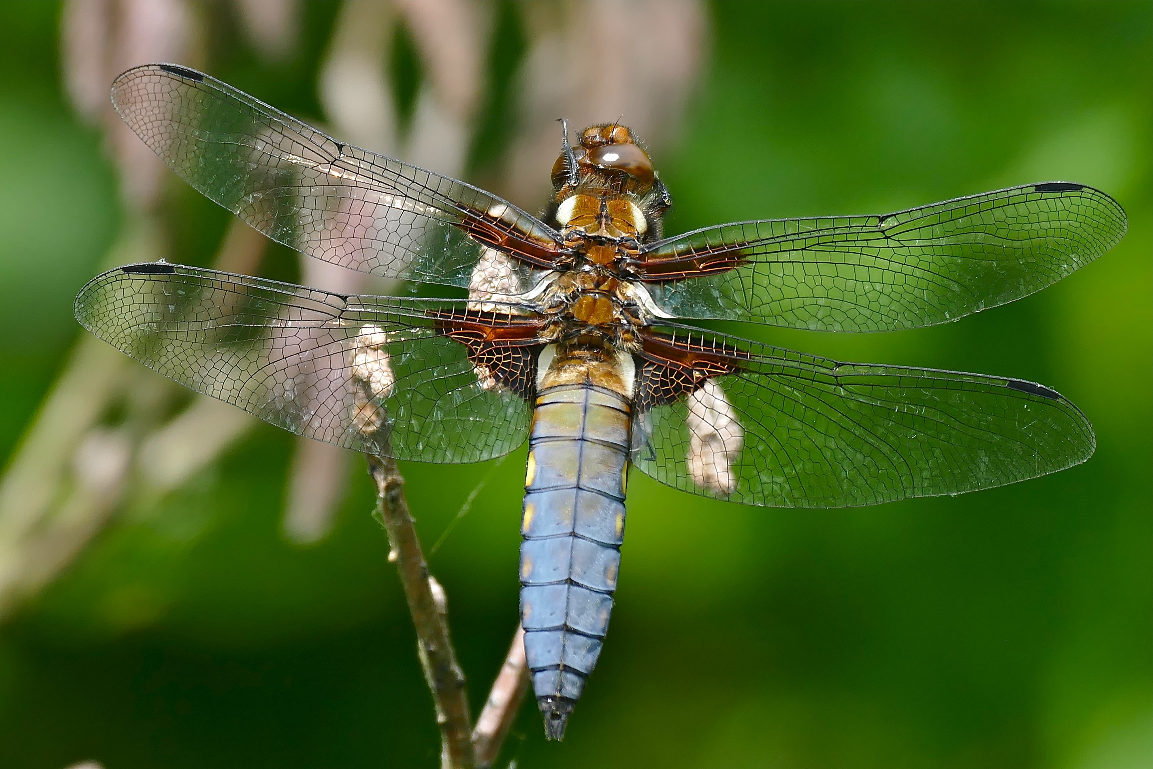 Broad-bodied Chaser Dragonfly (Libellula depressa) male preening ... (35318663236)