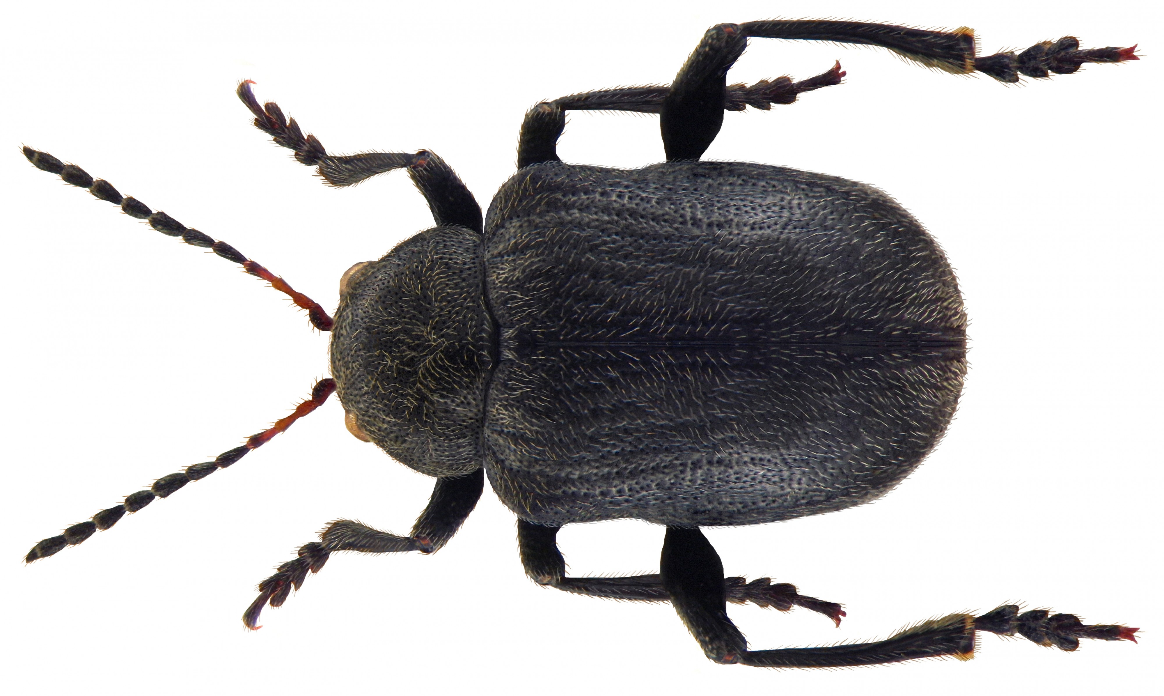 Bromius obscurus (Linné, 1758) (4764593724)