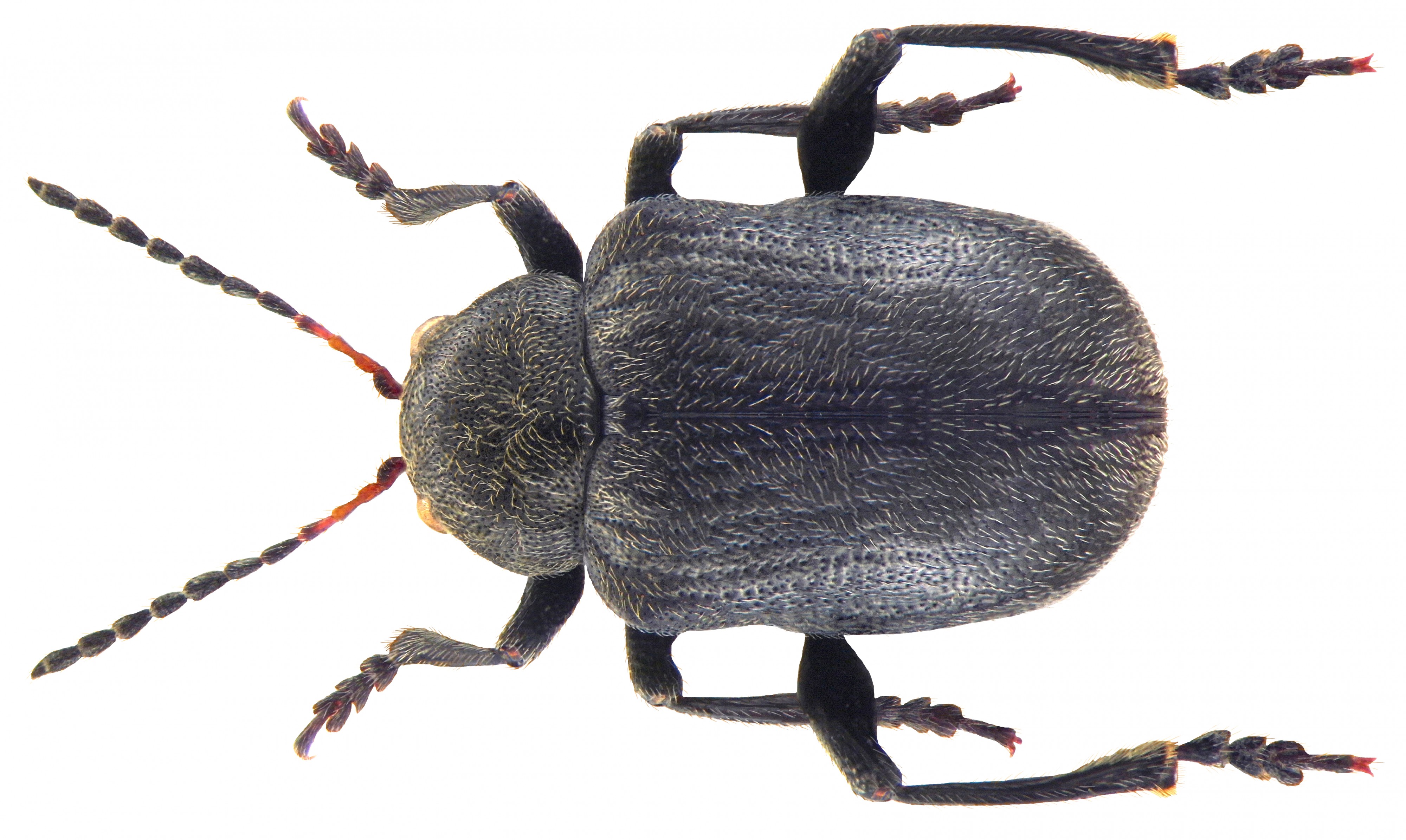 Bromius obscurus (Linné, 1758) (4764593724) (2)