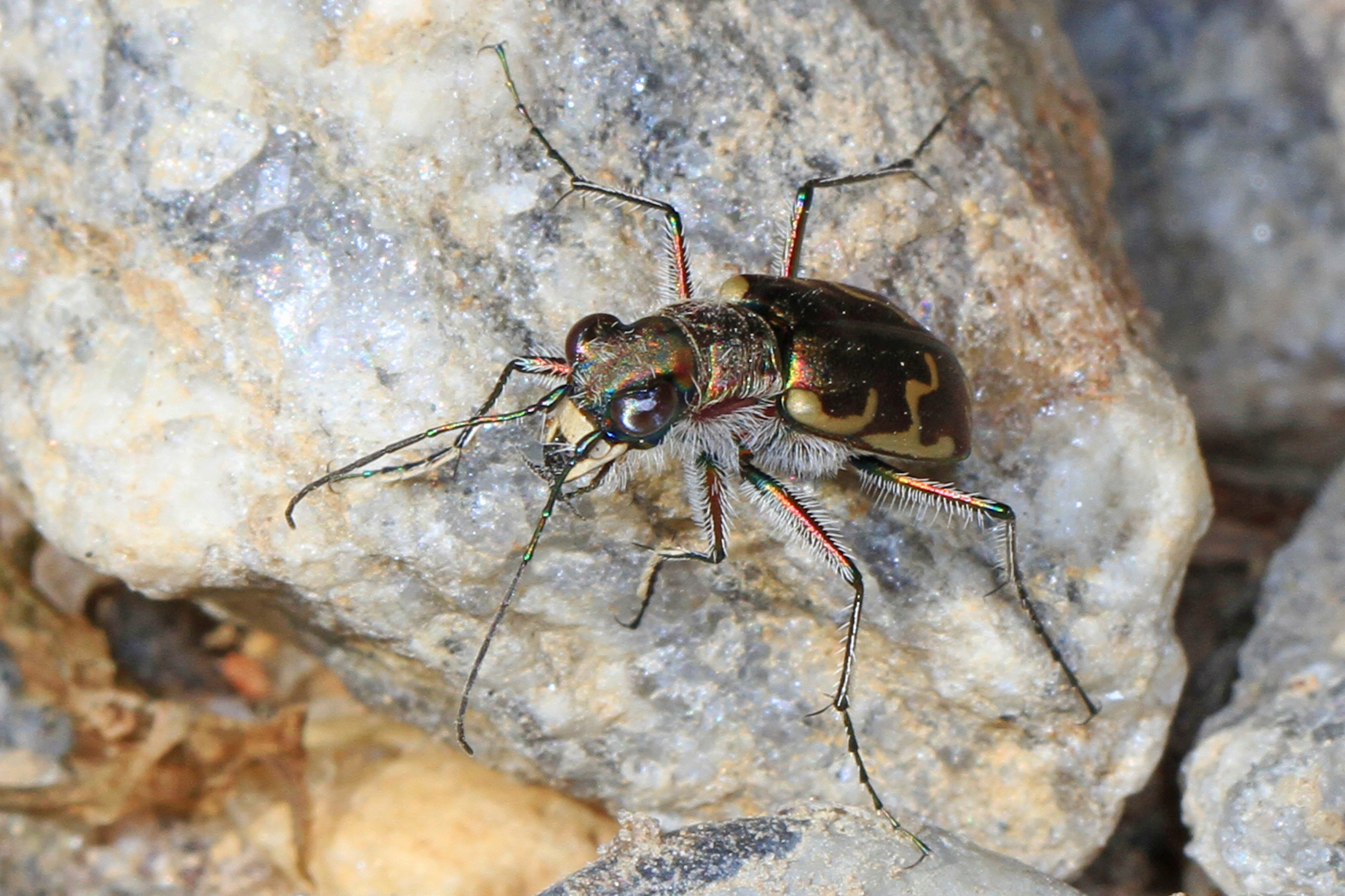 Bronzed Tiger Beetle - Cicindela repanda, Leesylvania State Park, Woodbridge, Virginia - 29382034812