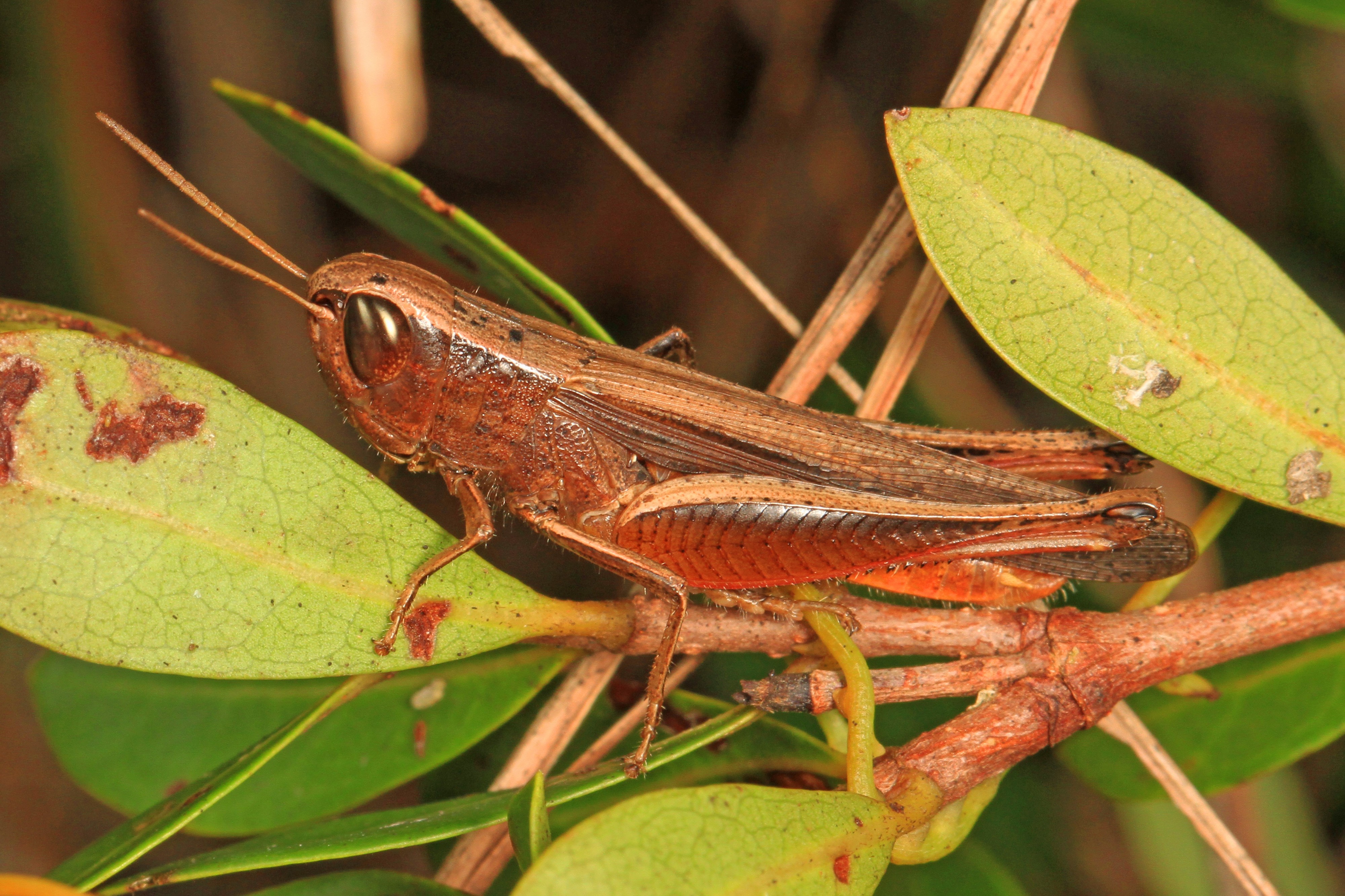 Brown Winter Grasshopper - Amblytropidia mysteca, Long Pine Key, Everglades National Park, Homestead, Florida - 23704990020