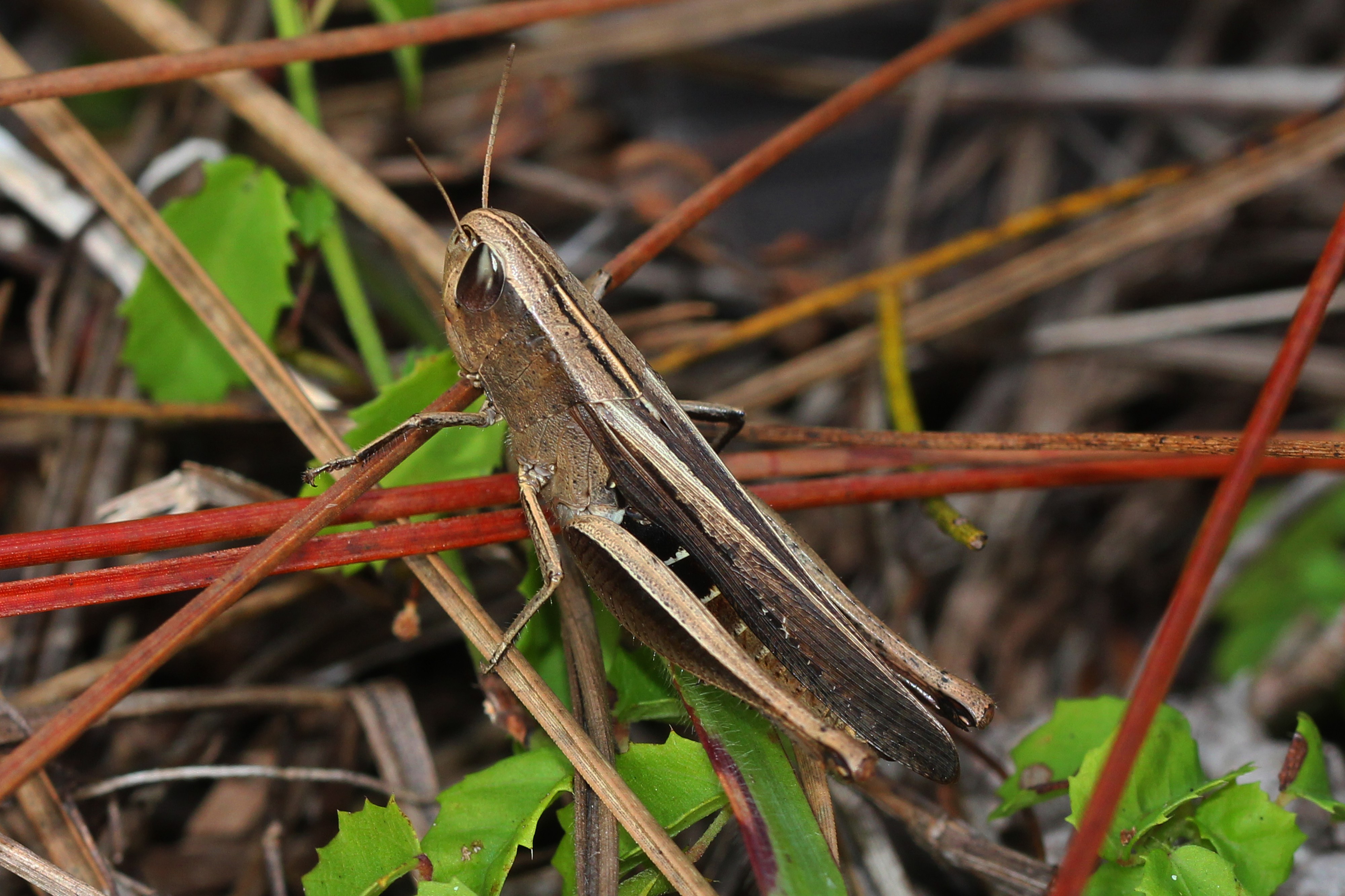 Brown Winter Grasshopper - Amblytropidia mysteca, Long Pine Key, Everglades National Park, Homestead, Florida - 6489509851