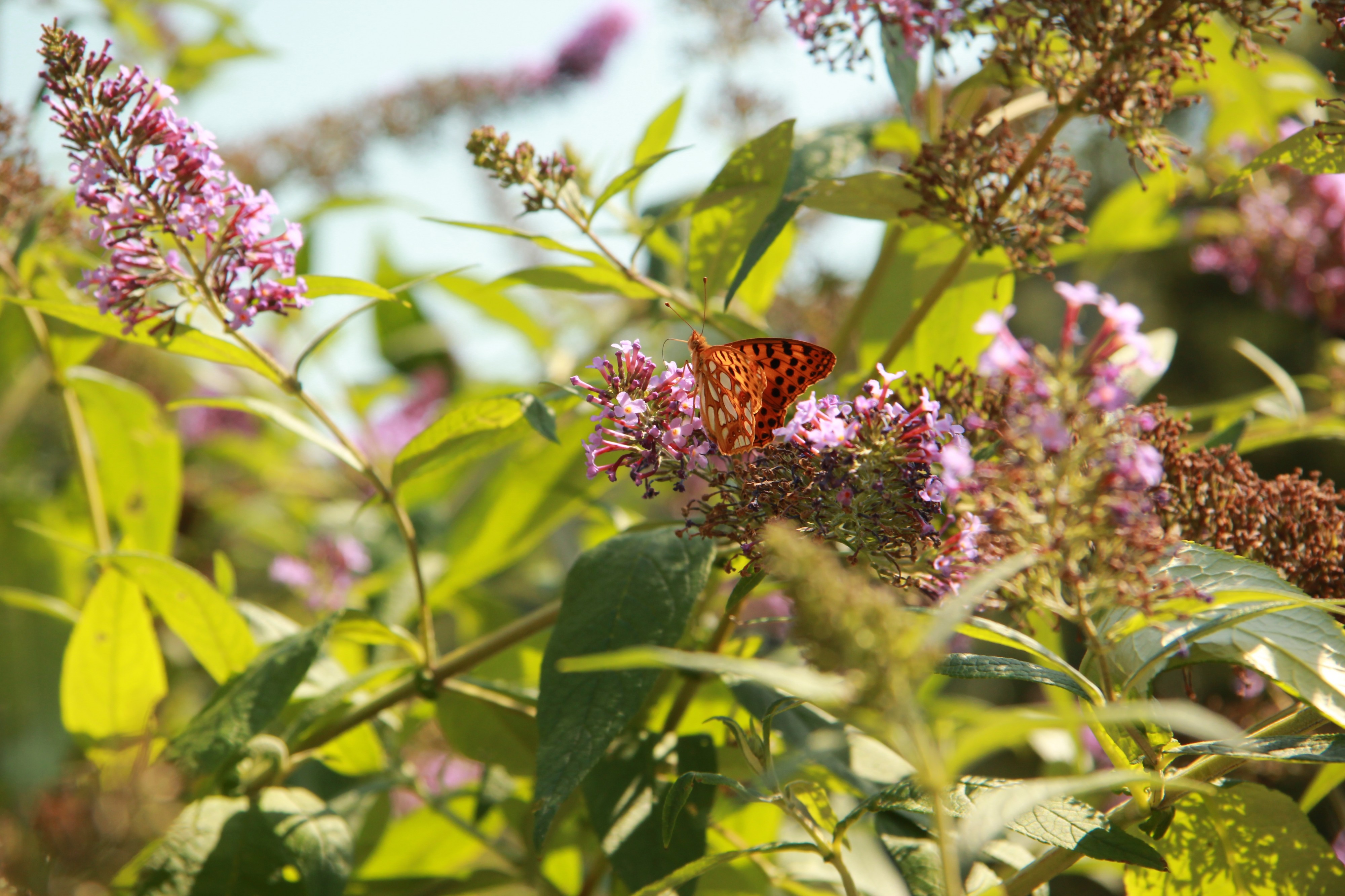 BuddlejaDavidii 3716