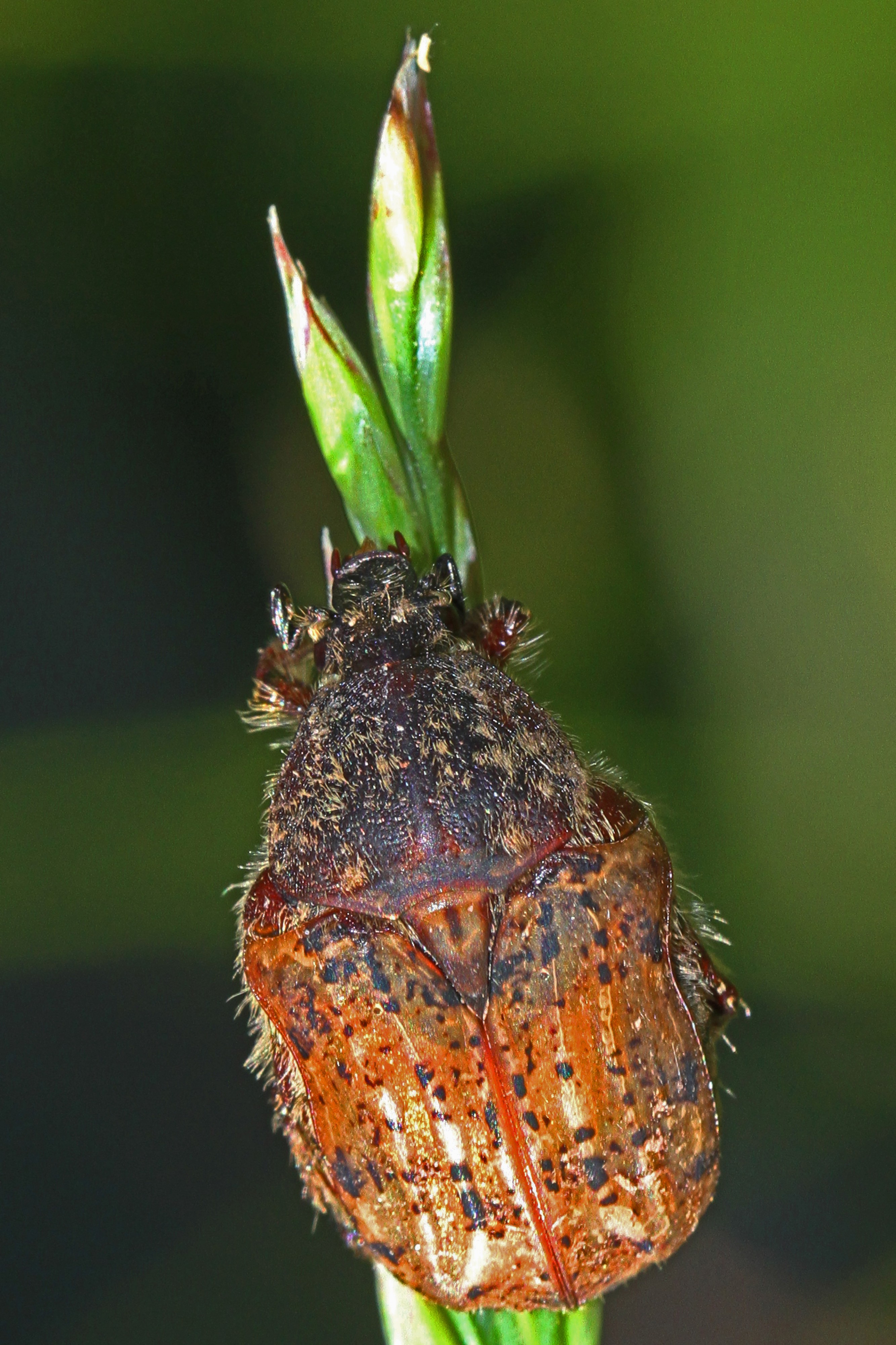 Bumble Flower Beetle - Euphora inda, Merrimac Farm Wildlife Management Area, Nokesville, Virginia