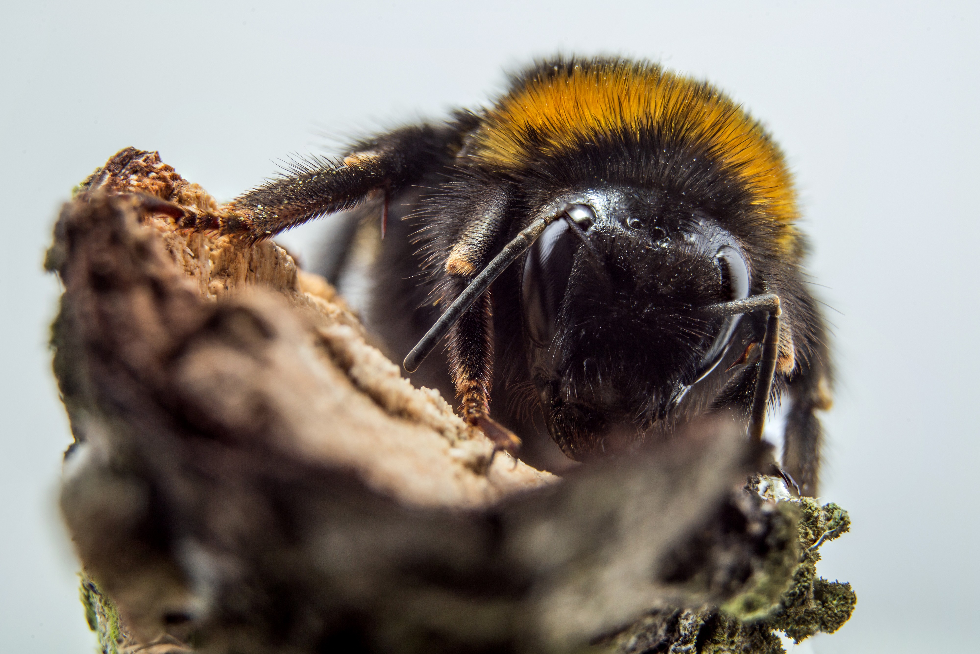Bumblebee (26693701881)