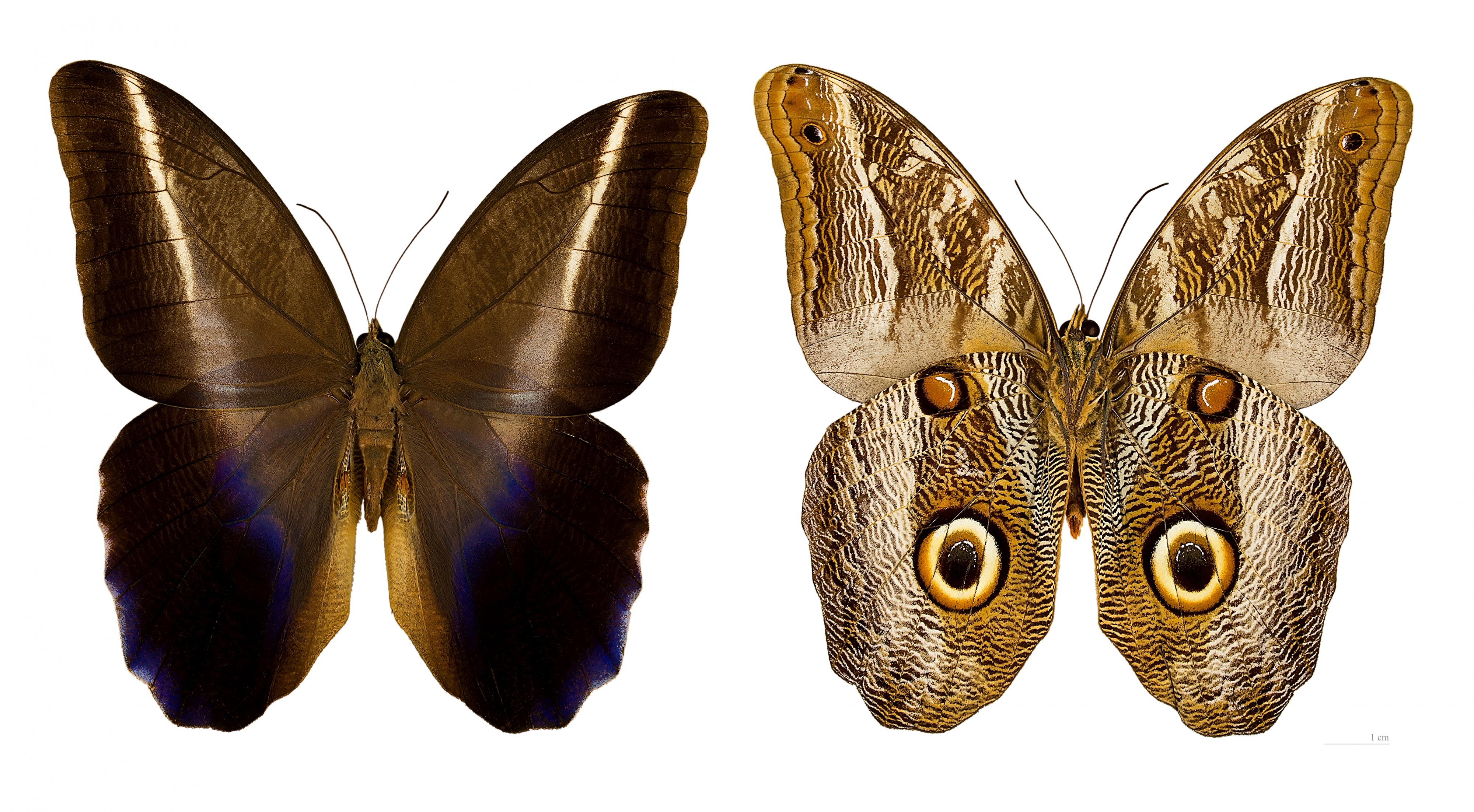 Caligo idomeneus idomeneus MHNT
