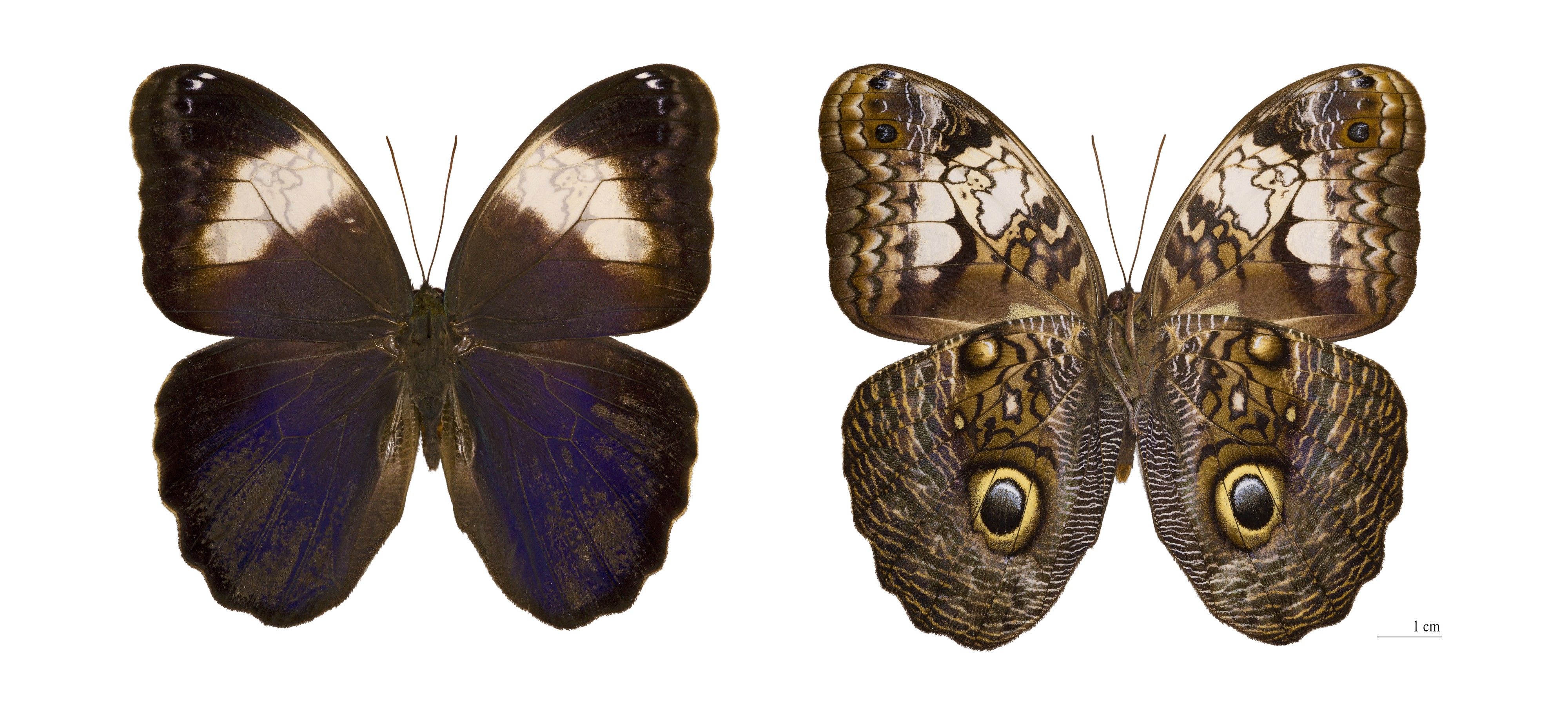 Caligo martia
