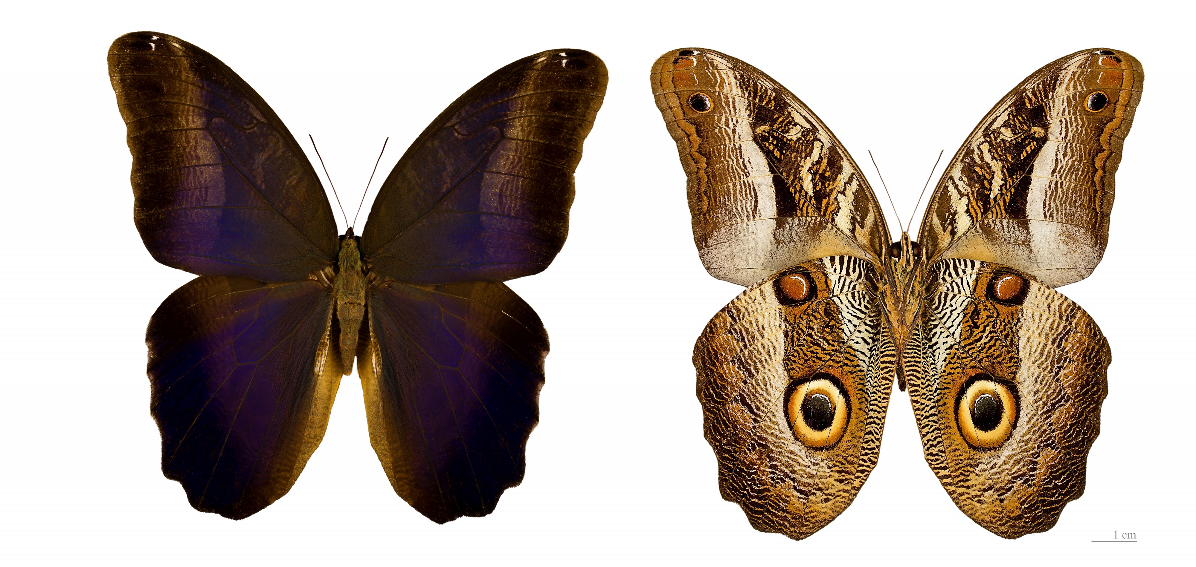 Caligo suzanna MHNT
