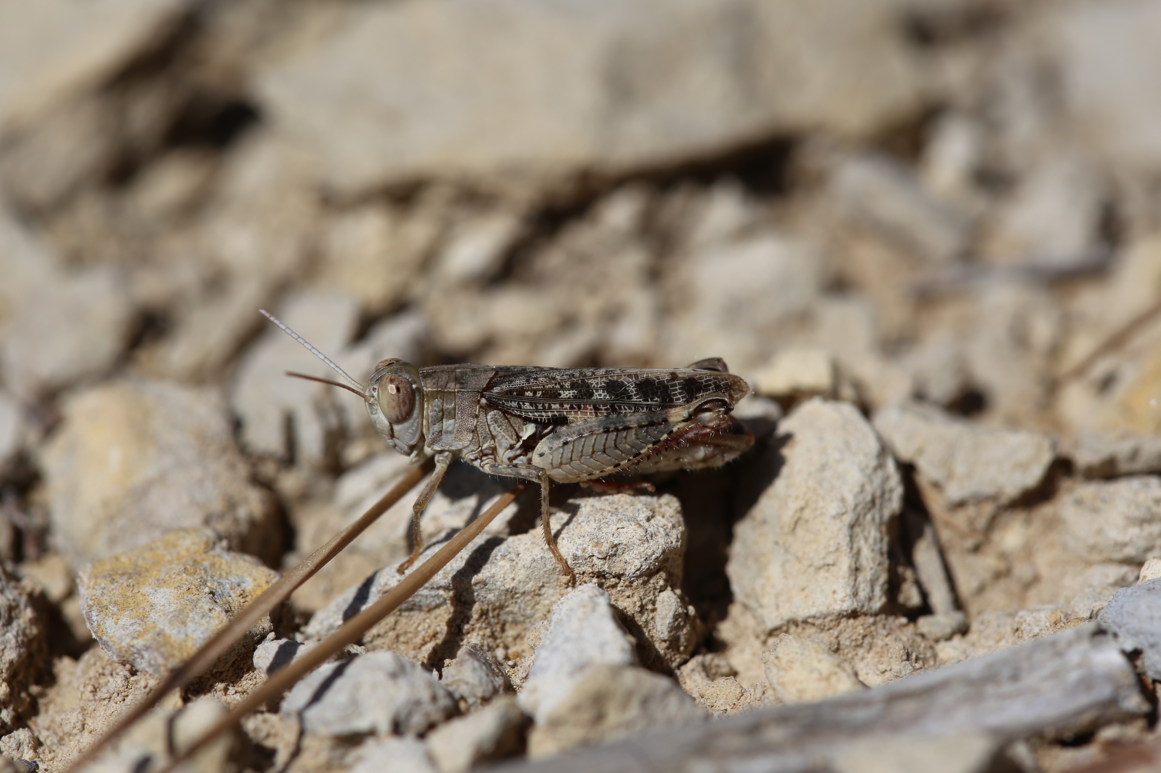 Calliptamus barbarus male Montpellier 172