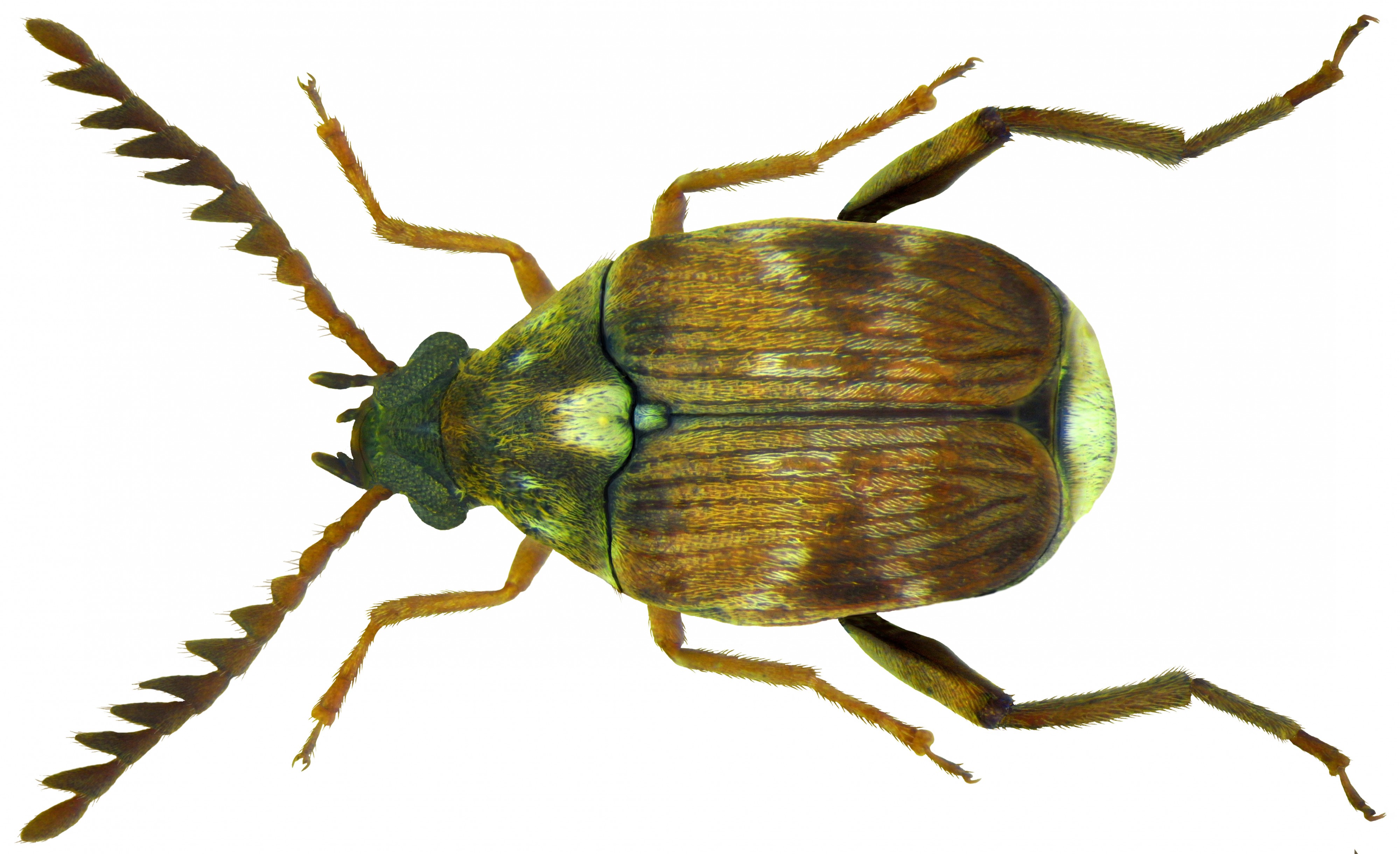 Callosobruchus chinensis (Linné, 1758) male