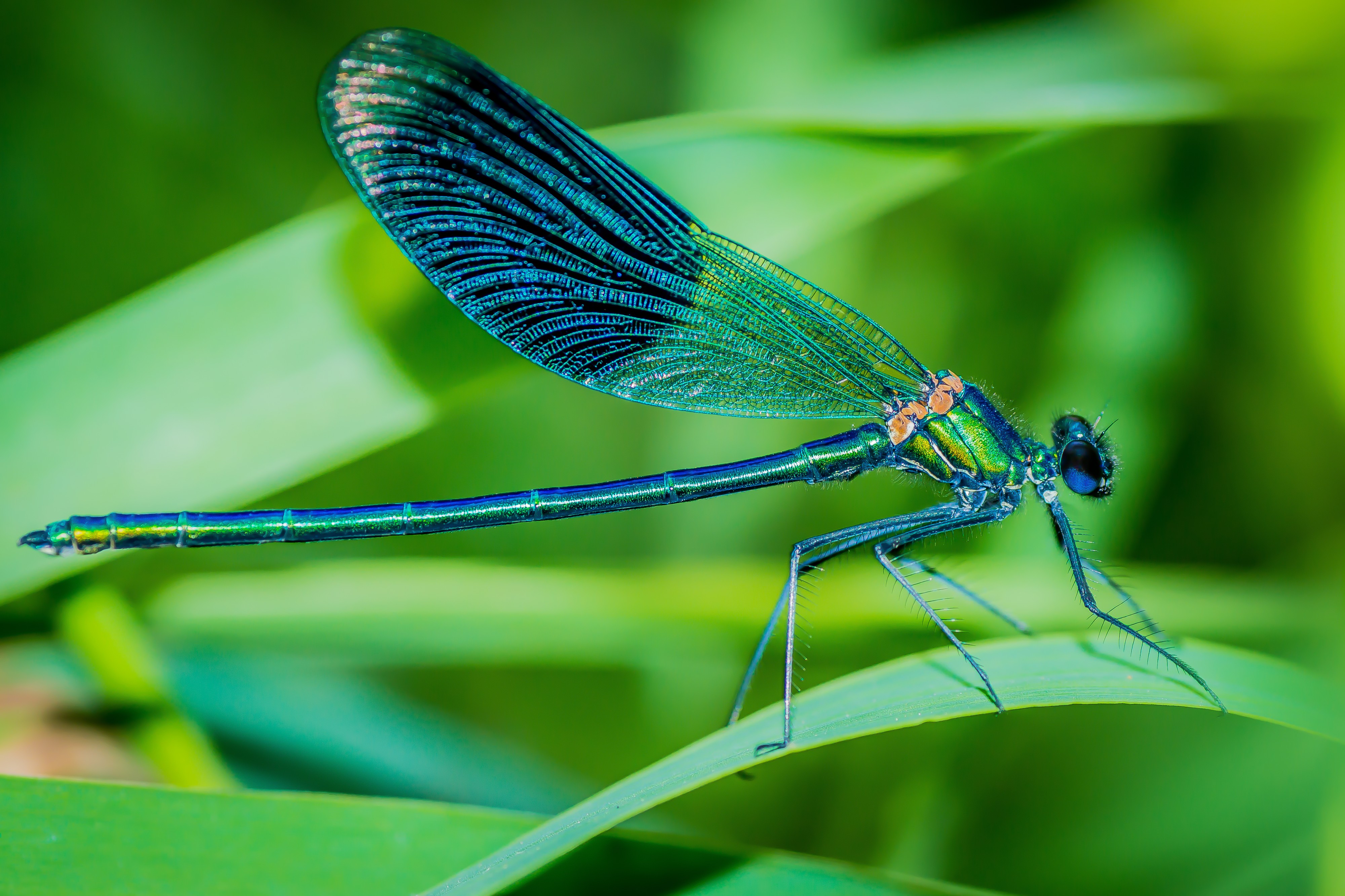 Calopteryx splendens *2016