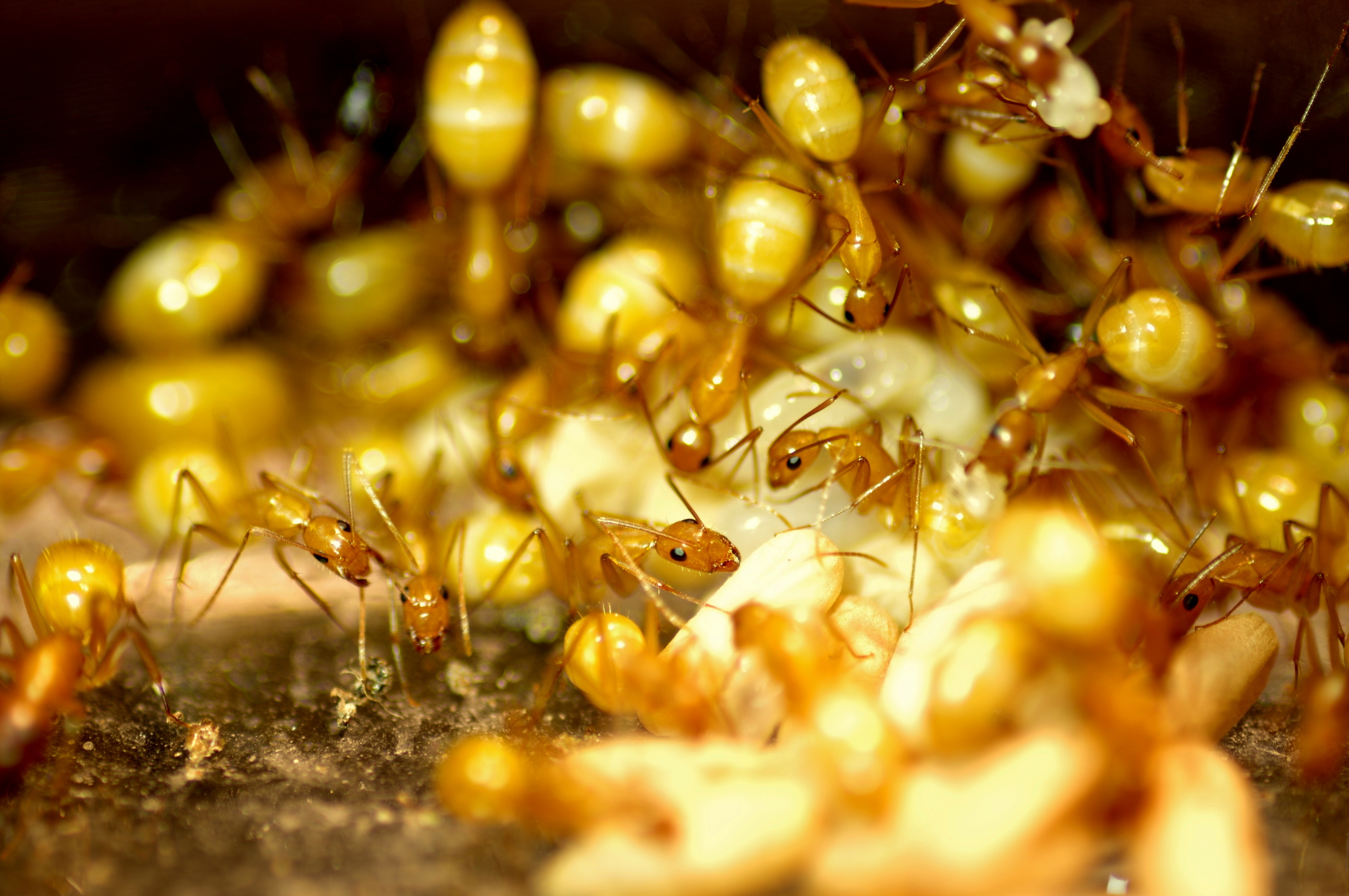 Camponotus variegatus