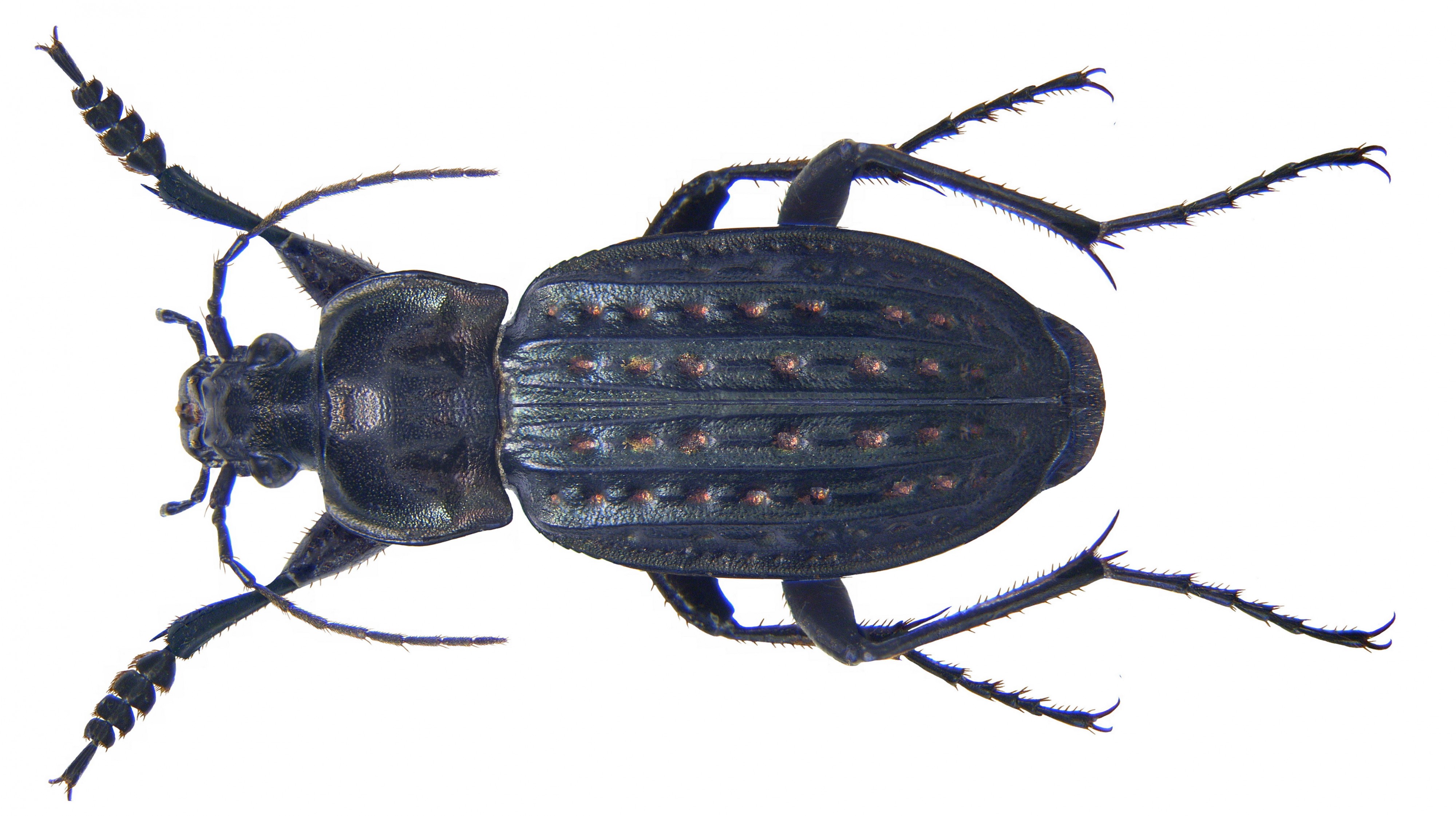 Carabus clathratus clathratus Linné, 1761 male (4039768070)