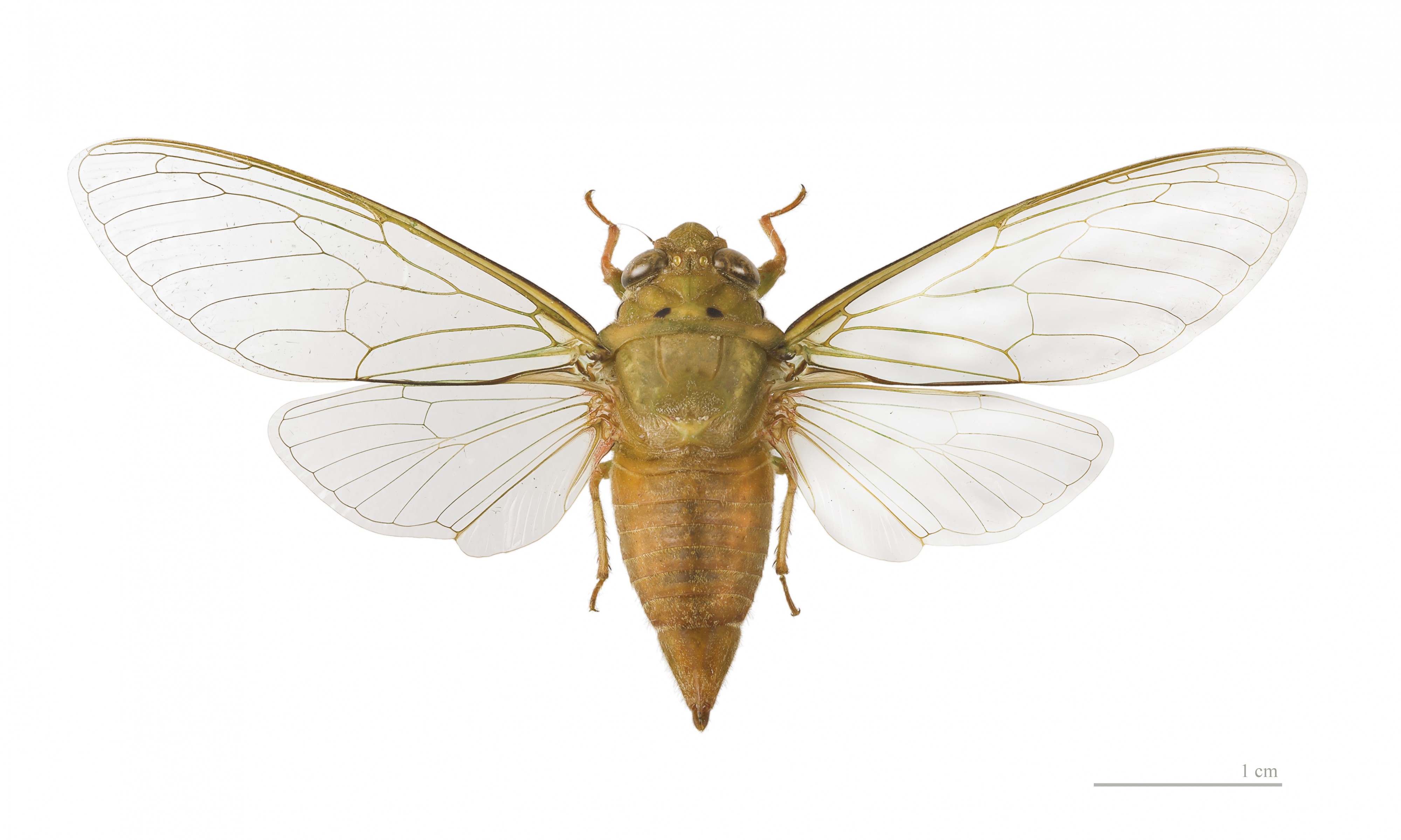 Carineta rufescens MHNT dos vol