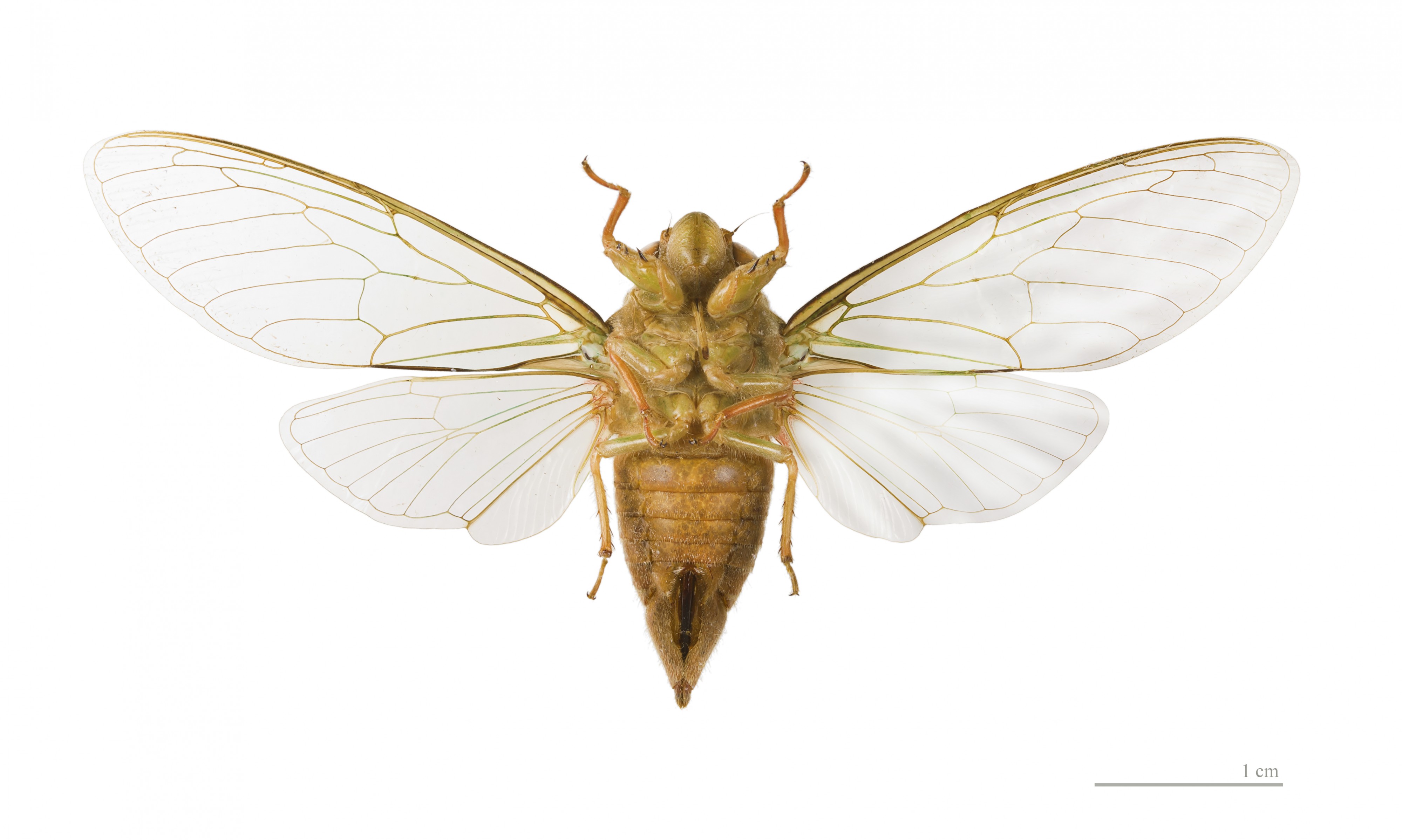 Carineta rufescens MHNT ventre vol