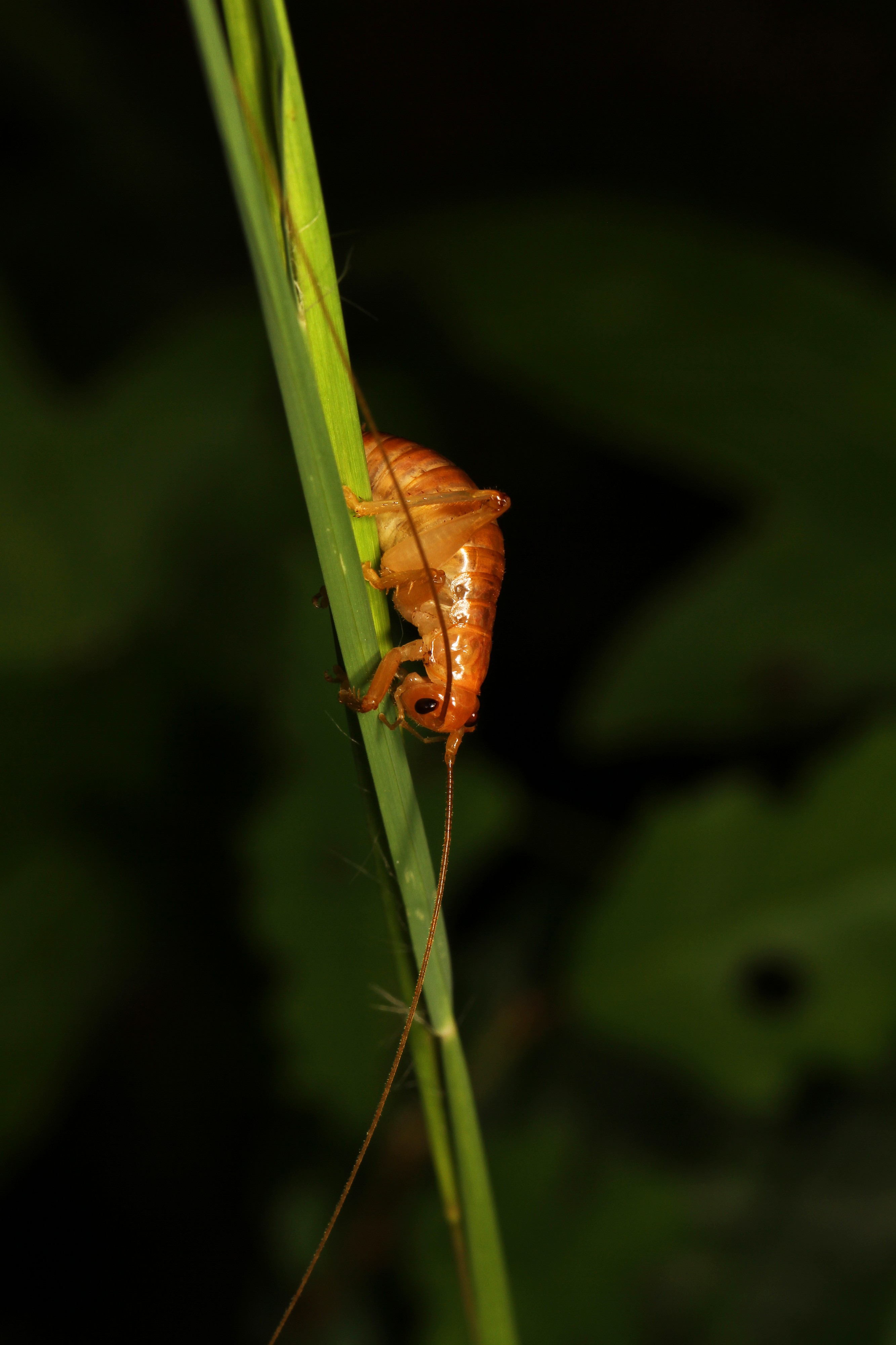 Carolina Leaf-roller - Camptonotus carolinensis, Leesylvania State Park, Woodbridge, Virginia