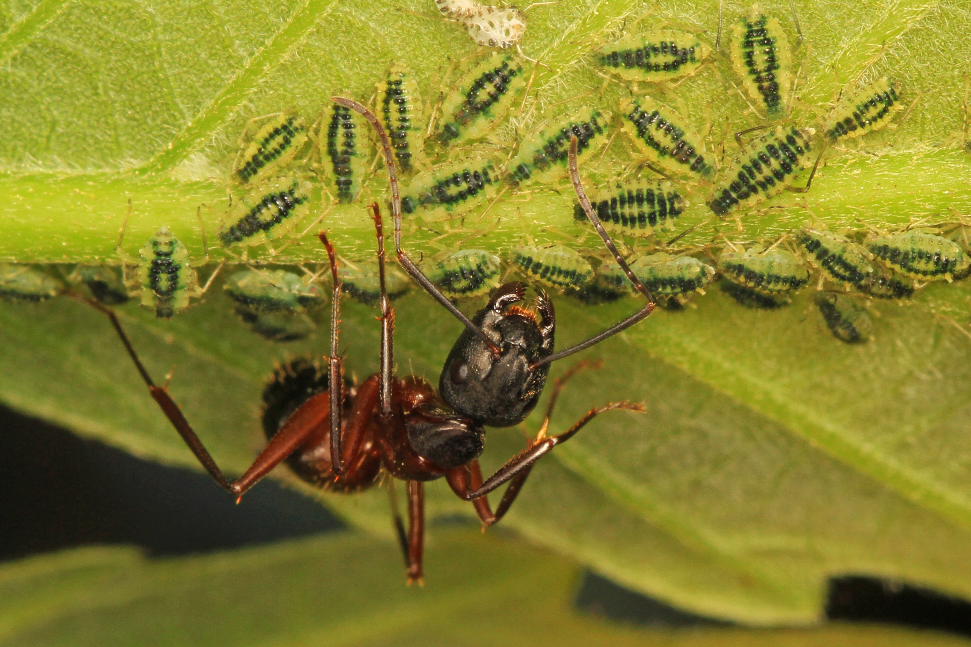 Carpenter Ant and Aphids, Meadowood Farm SRMA, Mason Neck, Virginia