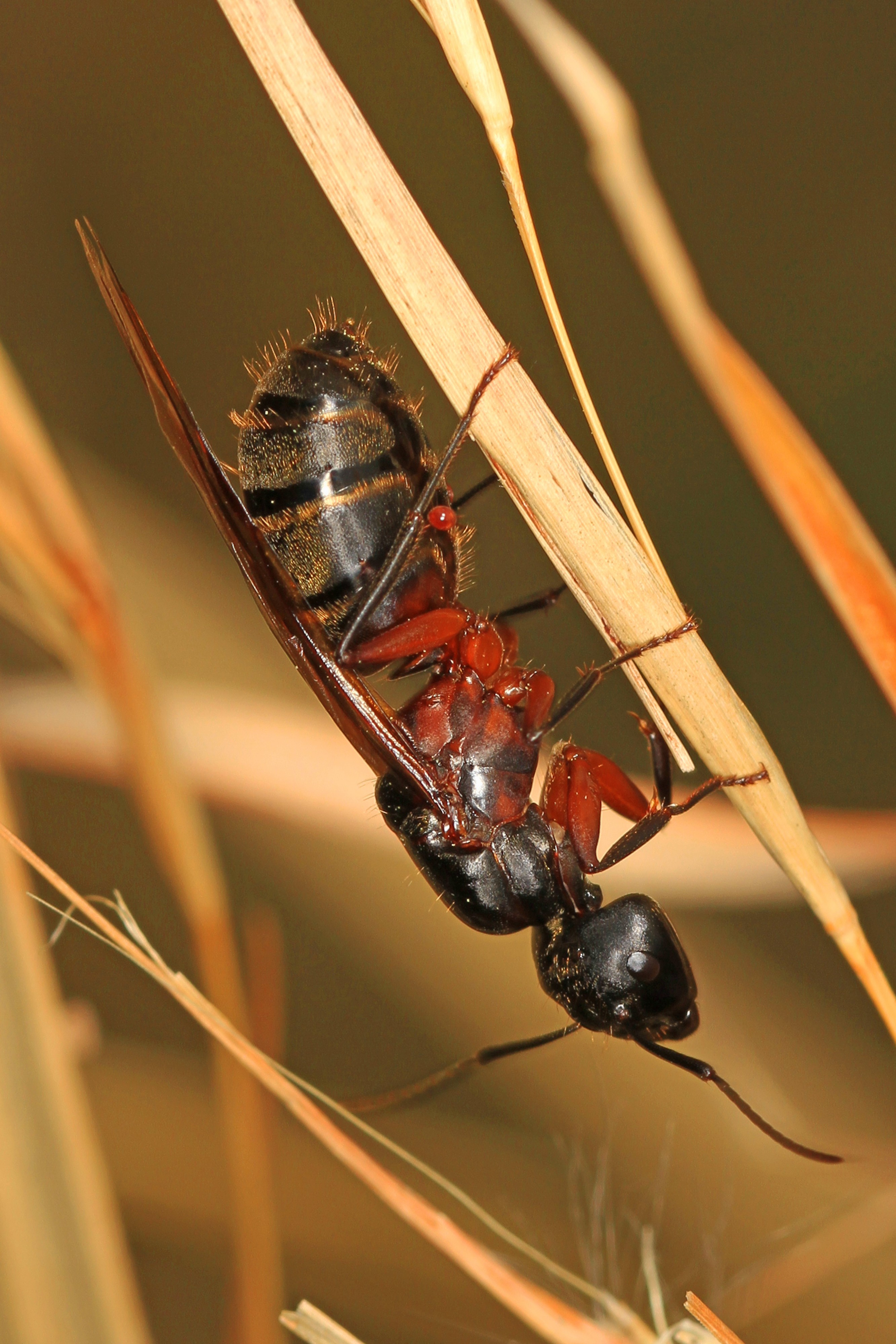 Carpenter Ant Queen - Camponotus species, Meadowood Farm SRMA, Mason Neck, Virginia