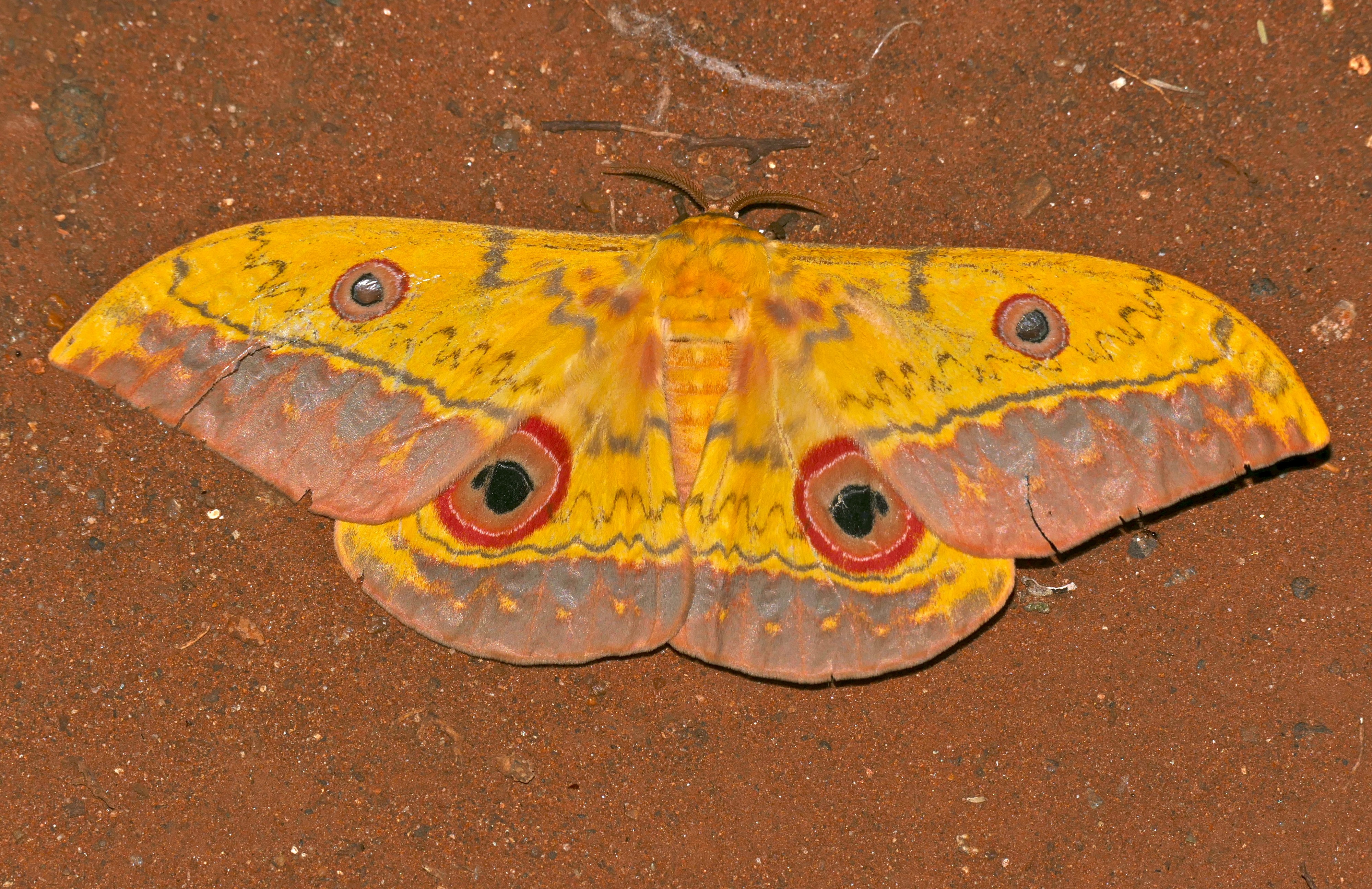 Cat's Eye Emperor (Aurivillius fuscus) (16723681881)