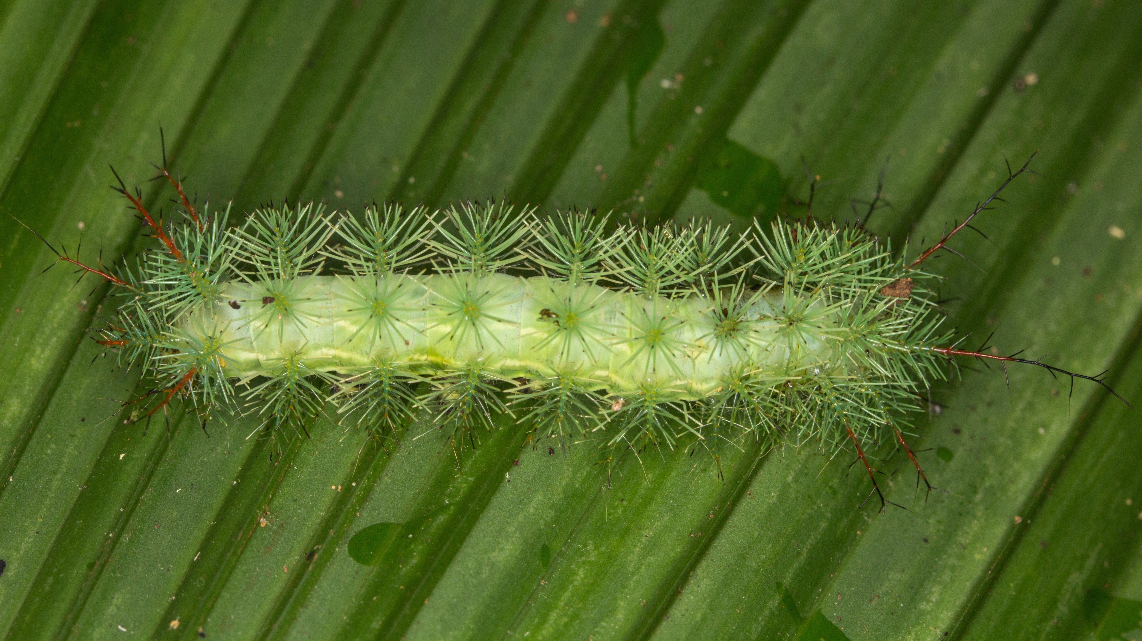 Caterpillar from Ecuador (14988126320)