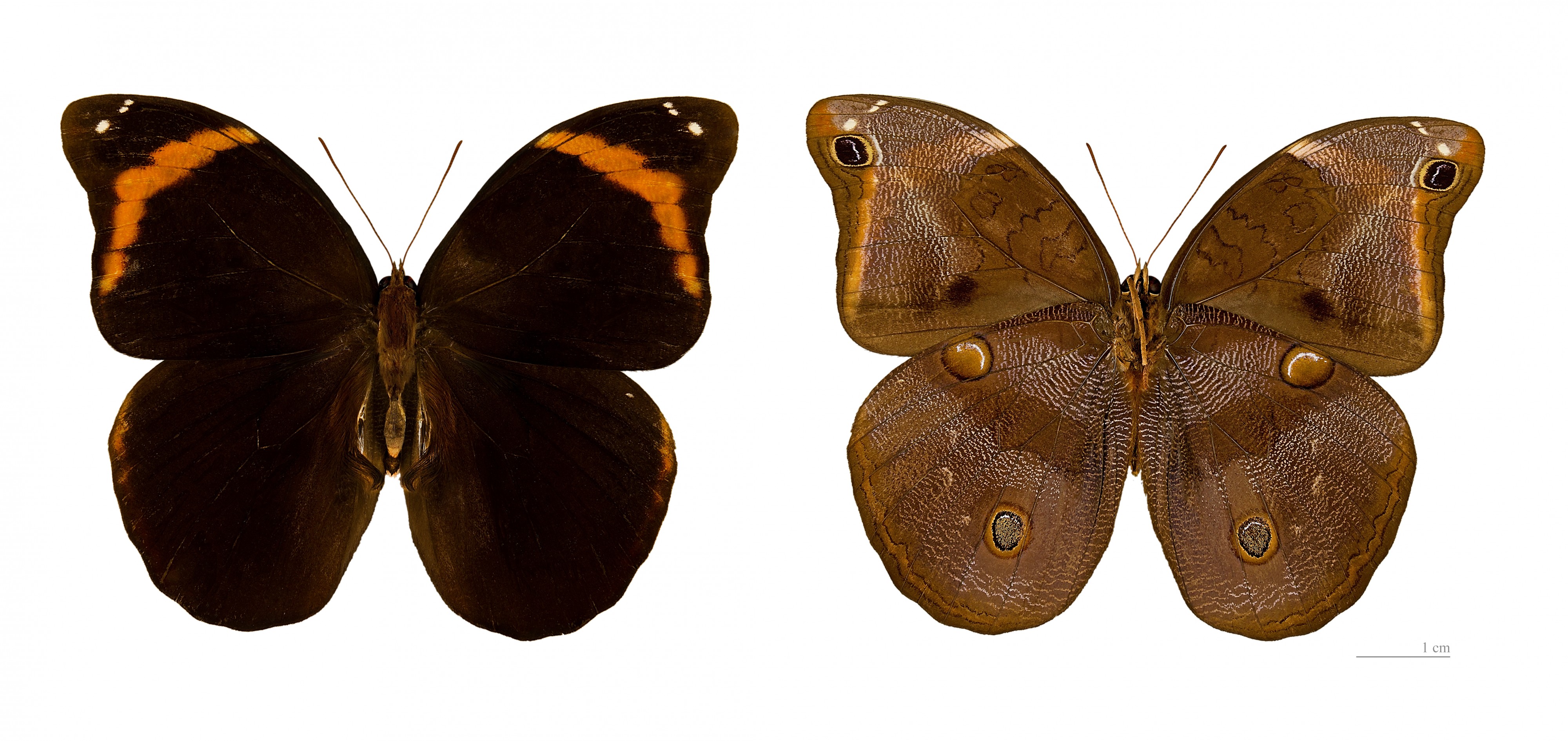 Catoblepia xanthus MHNT
