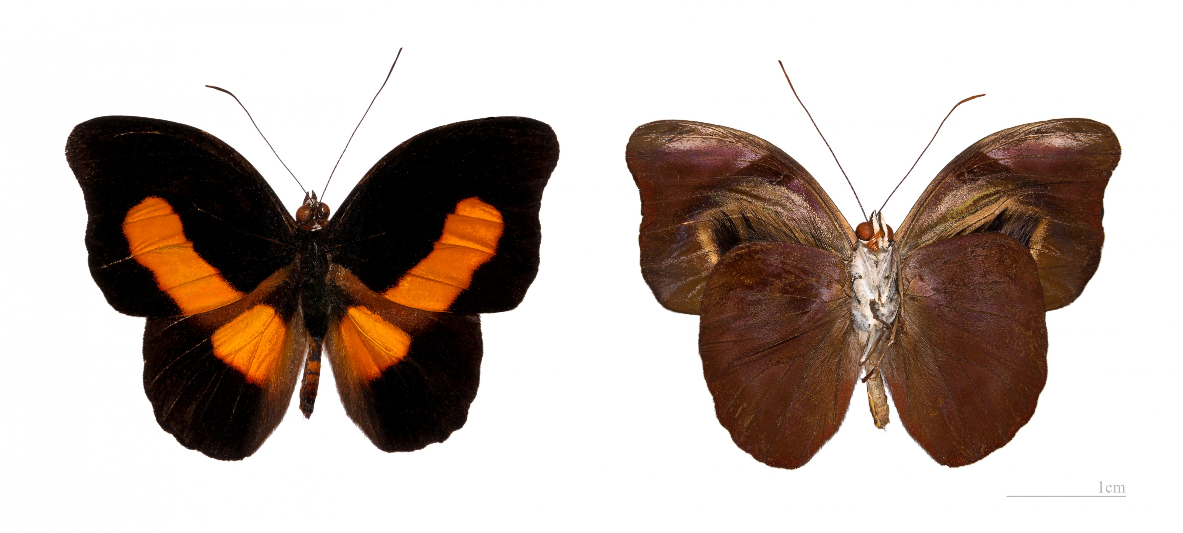 Catonephele acontius MHNT male