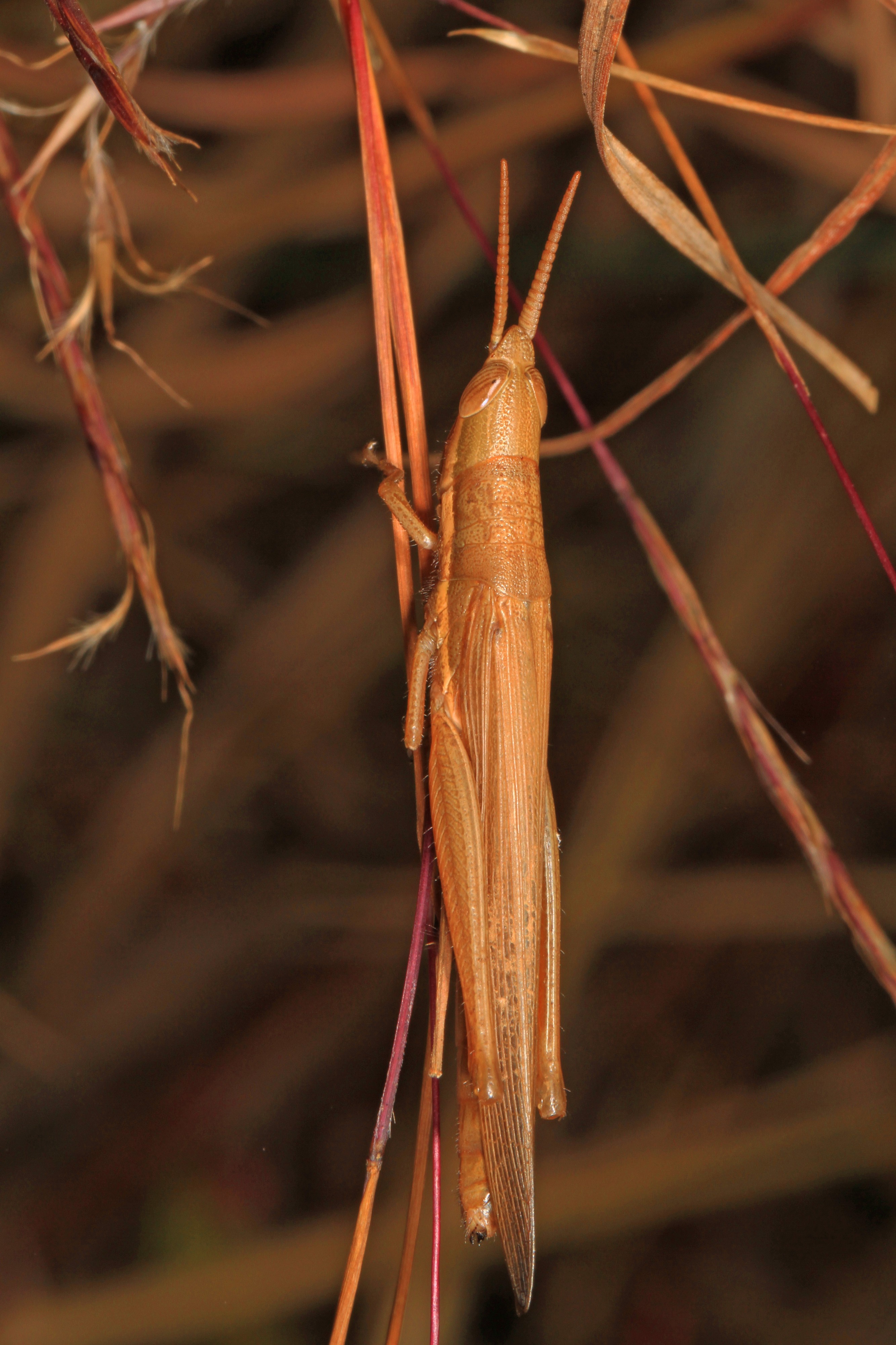 Cattail Toothpick Grasshopper - Leptysma marginicollis, Colchester Park, Mason Neck, Virginia