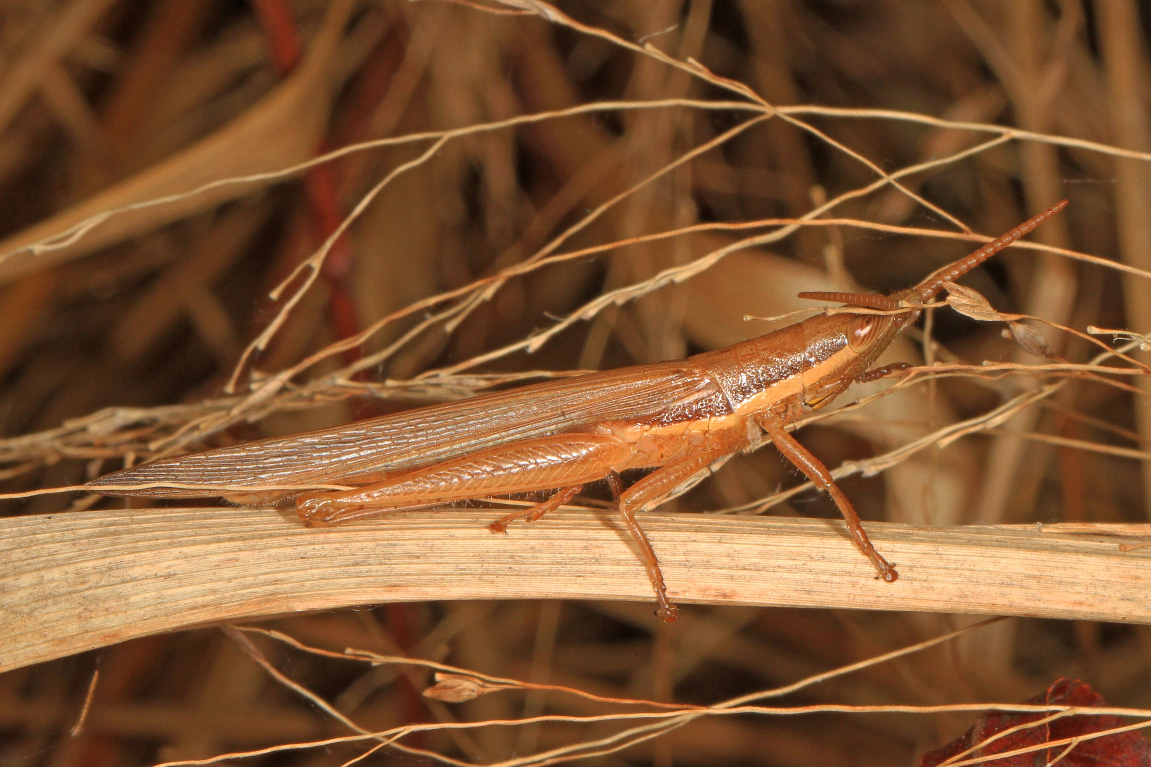 Cattail Toothpick Grasshopper - Leptysma marginicollis, Mason Neck, Virginia