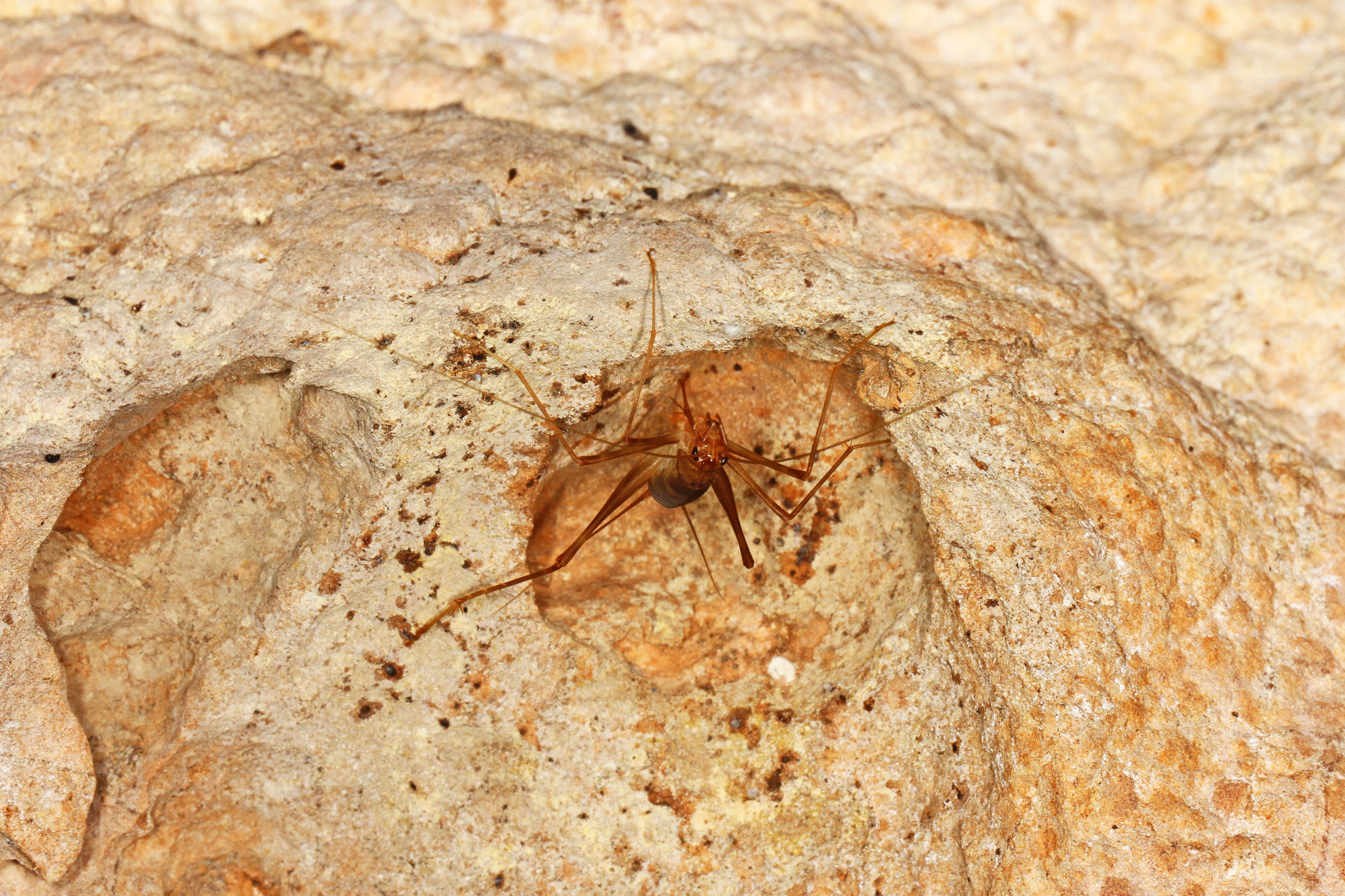 Cave Cricket - Ceuthophilus species, Footprint Cave, Belmopan, Belize