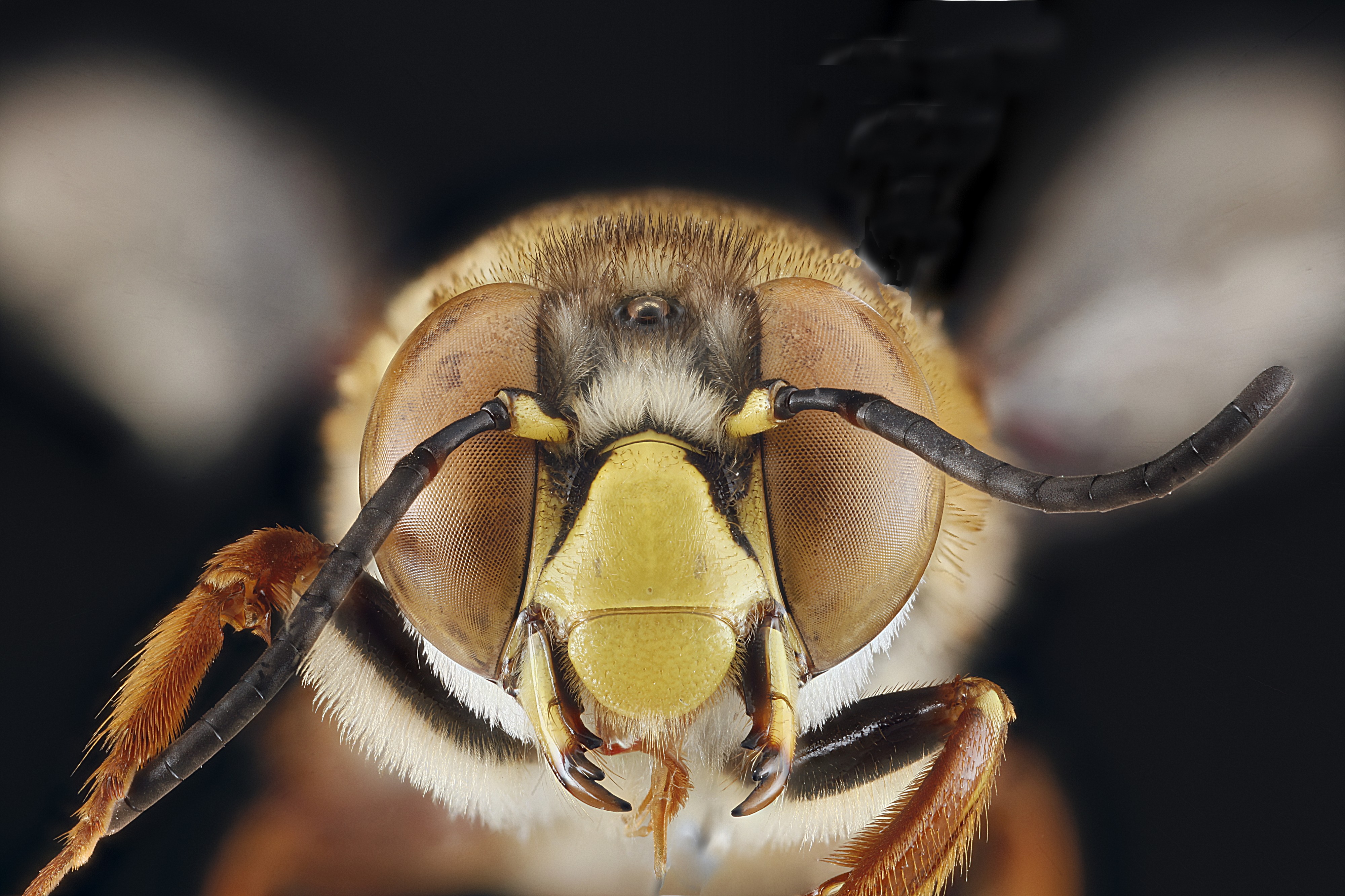Centris fasciata m face