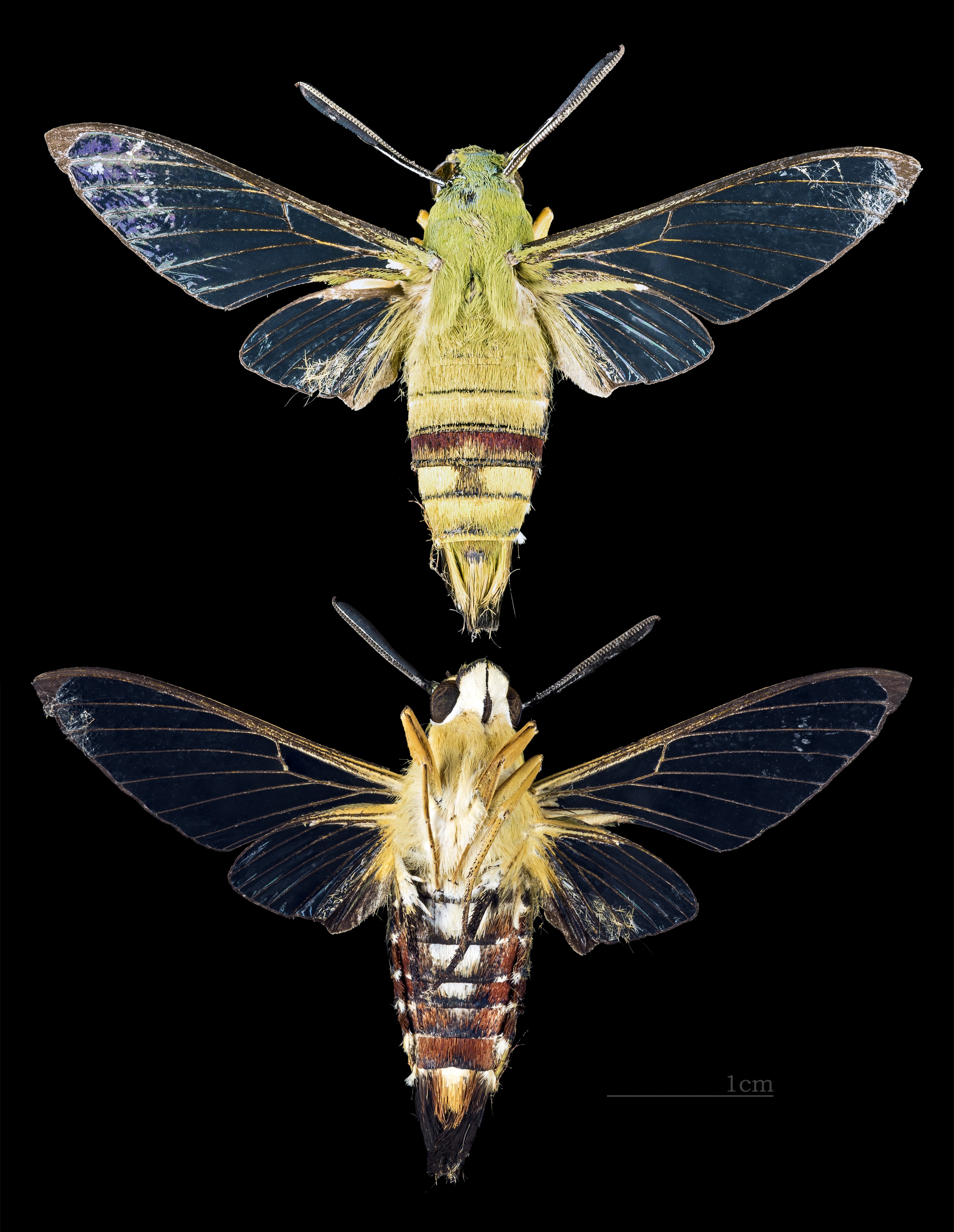 Cephonodes picus MHNT CUT 2010 138 Aurangabad India male