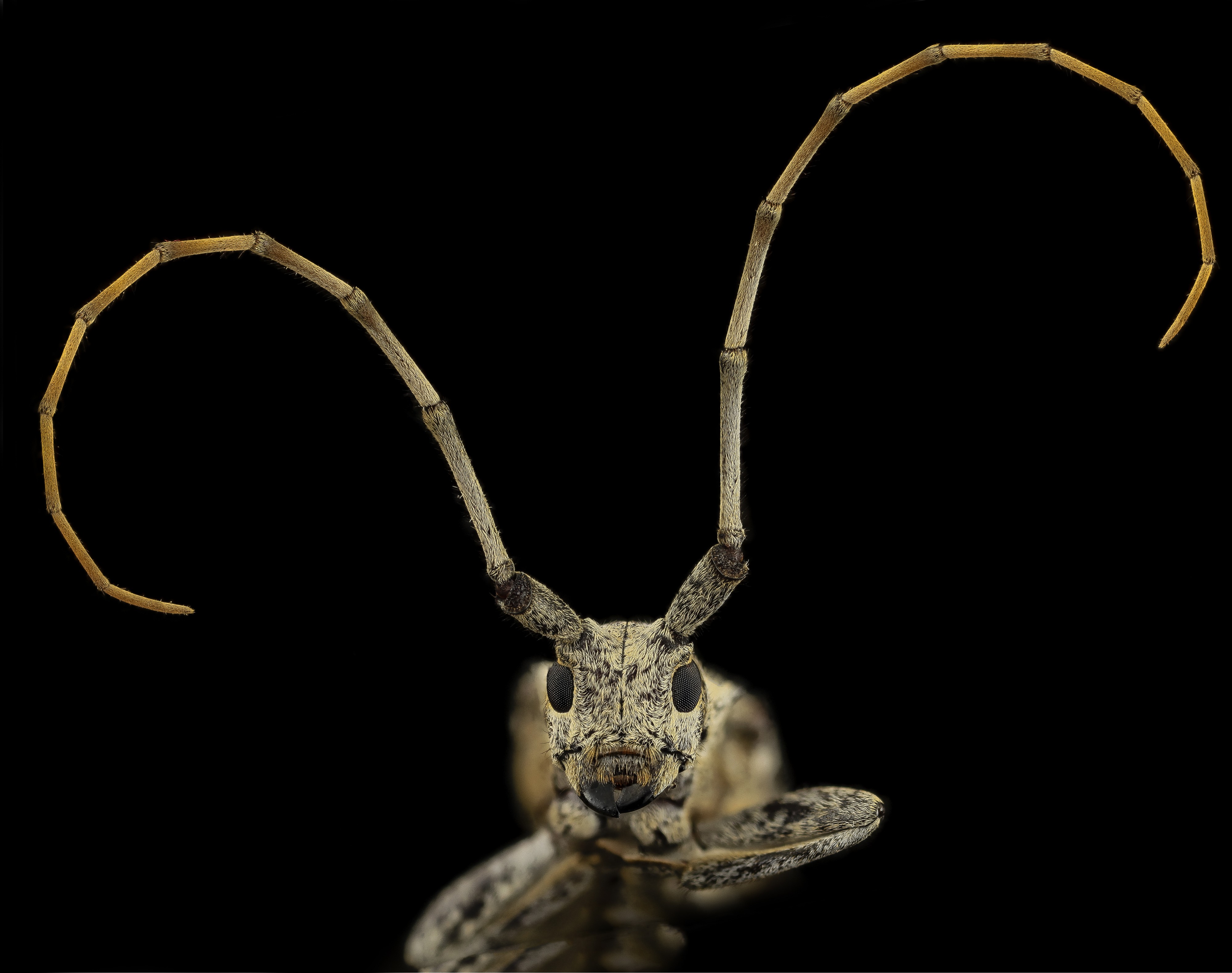 Cerambycid beetle, u, face, md, pg county 2014-06-18-15.17.23 ZS PMax (14272593327)