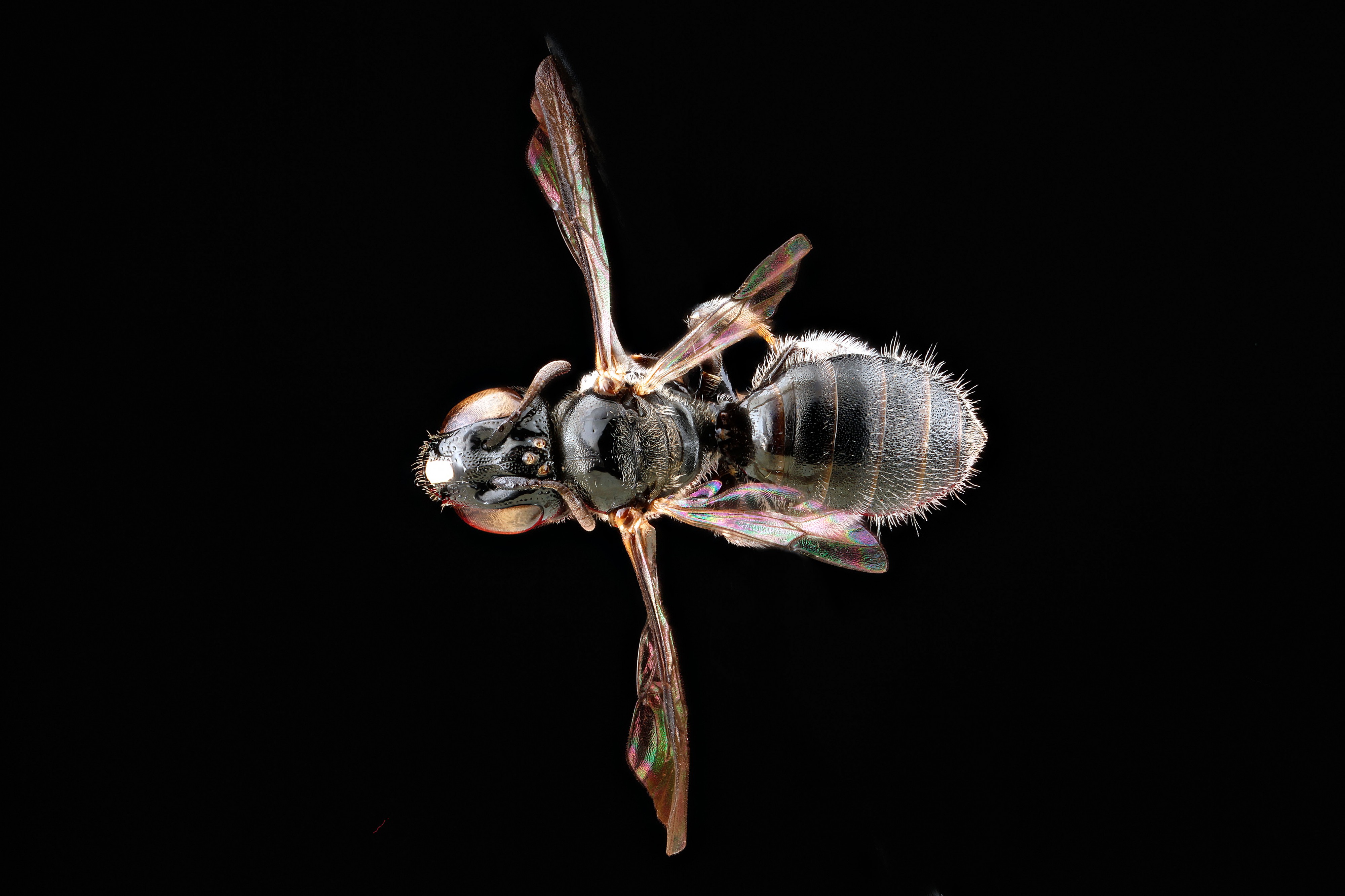 Ceratina-nr-dentipes,-female-back 2012-06-13-16.02.15-ZS-PMax (7370068700)