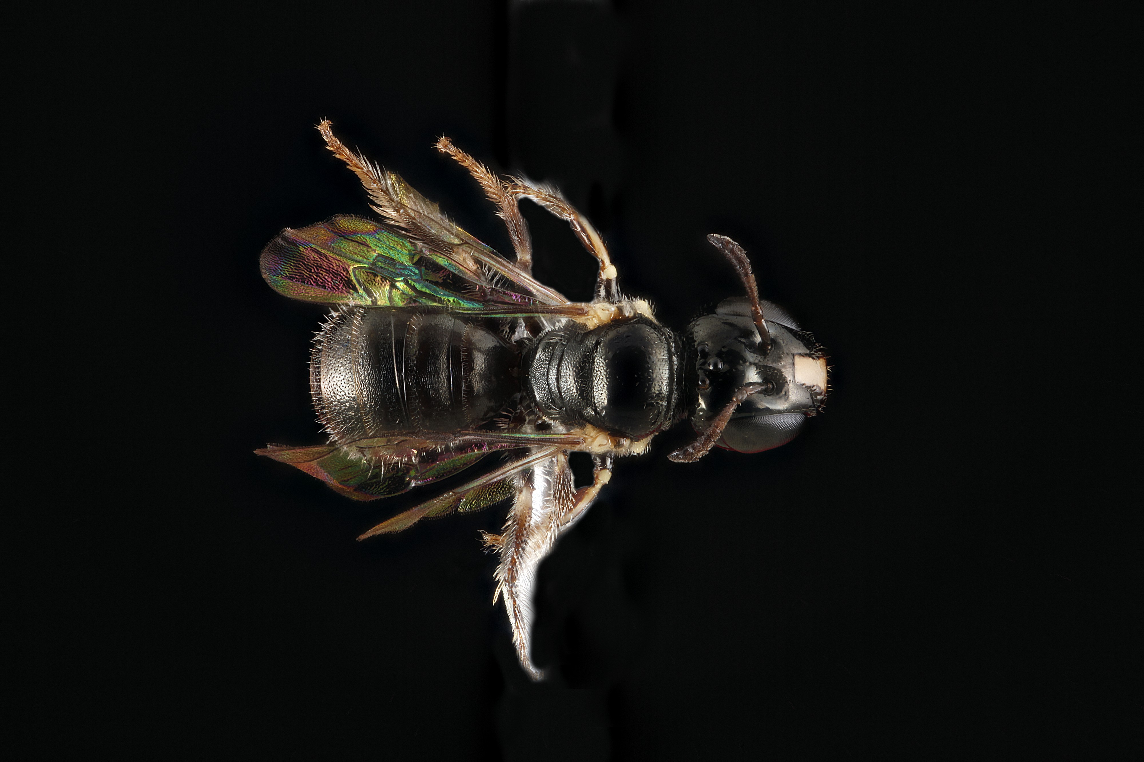Ceratina cockerelli