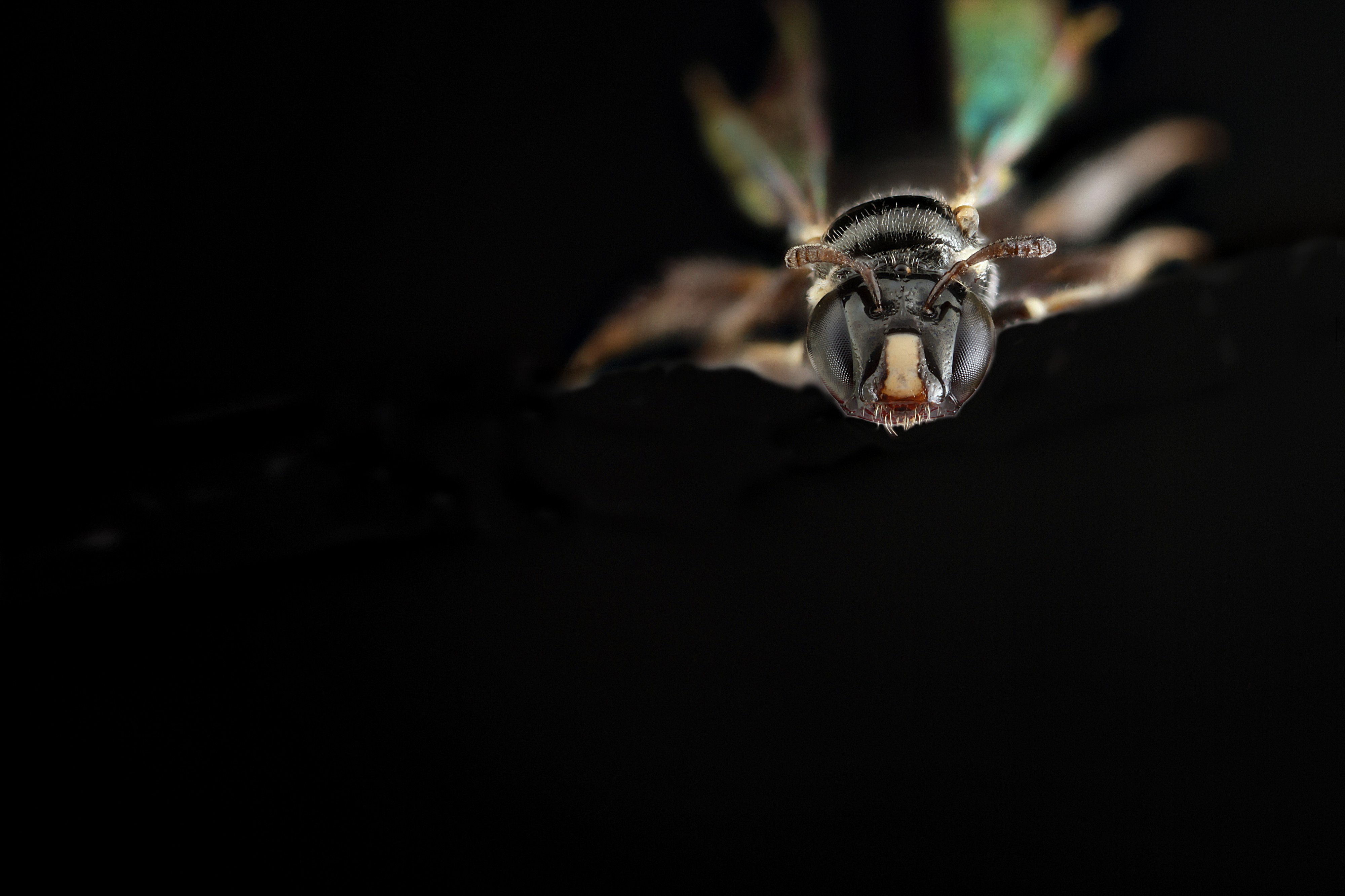 Ceratina cockerelli, female, face 2012-06-29-15.58.16 ZS PMax (7748153146)