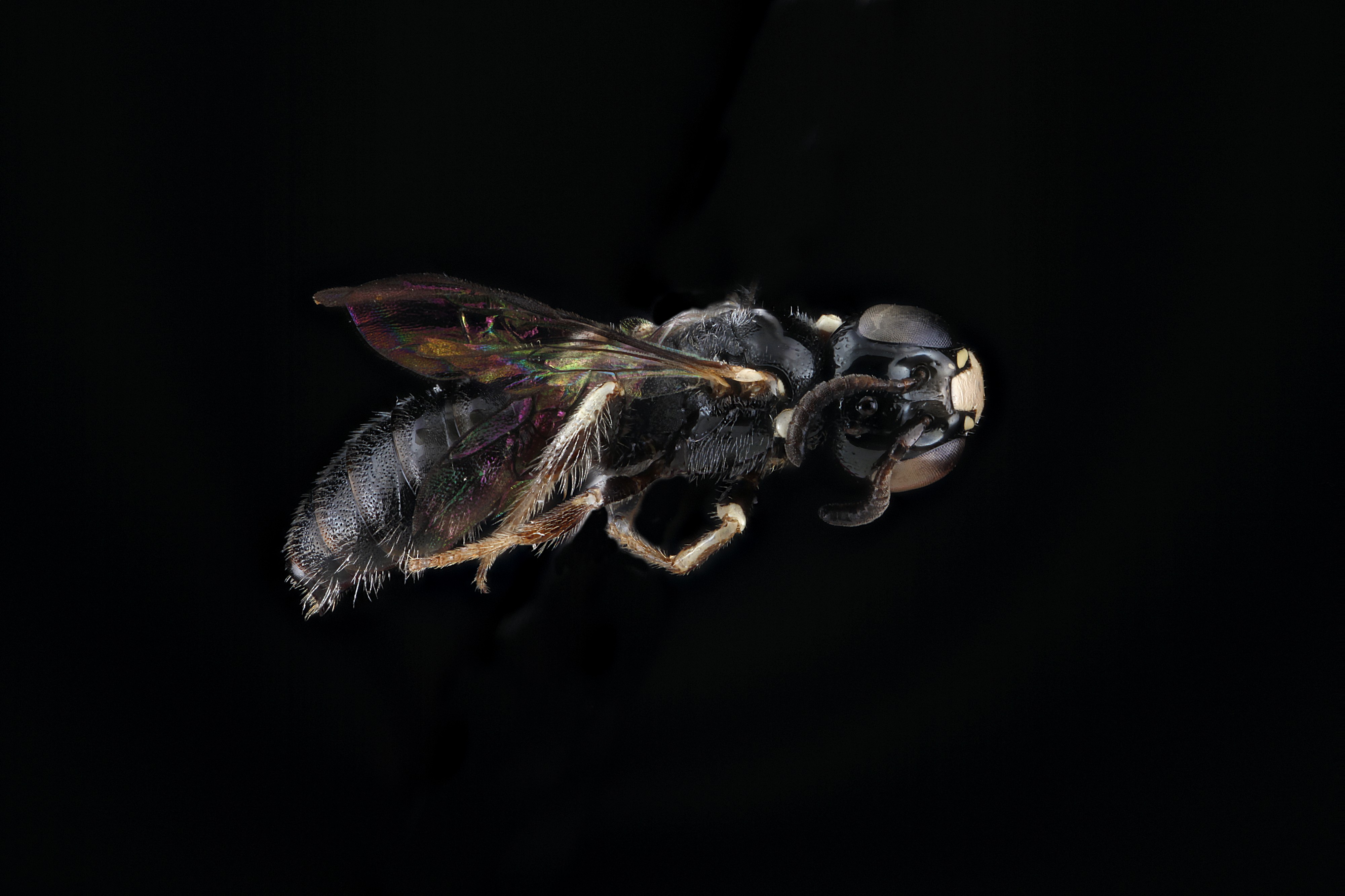 Ceratina cockerelli m