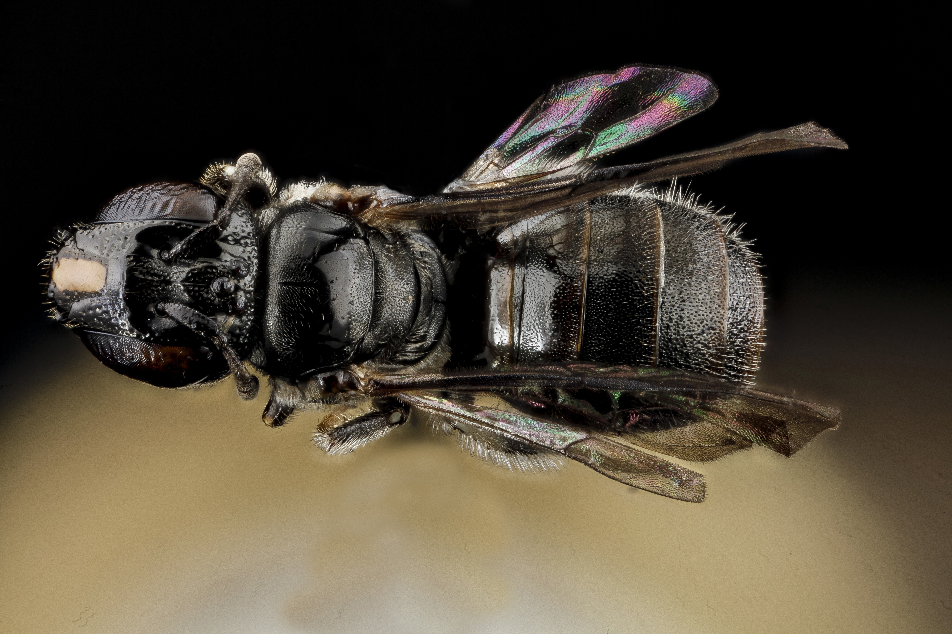 Ceratina guarnacciona, female, back, Dominican Republic 2012-10-31-14