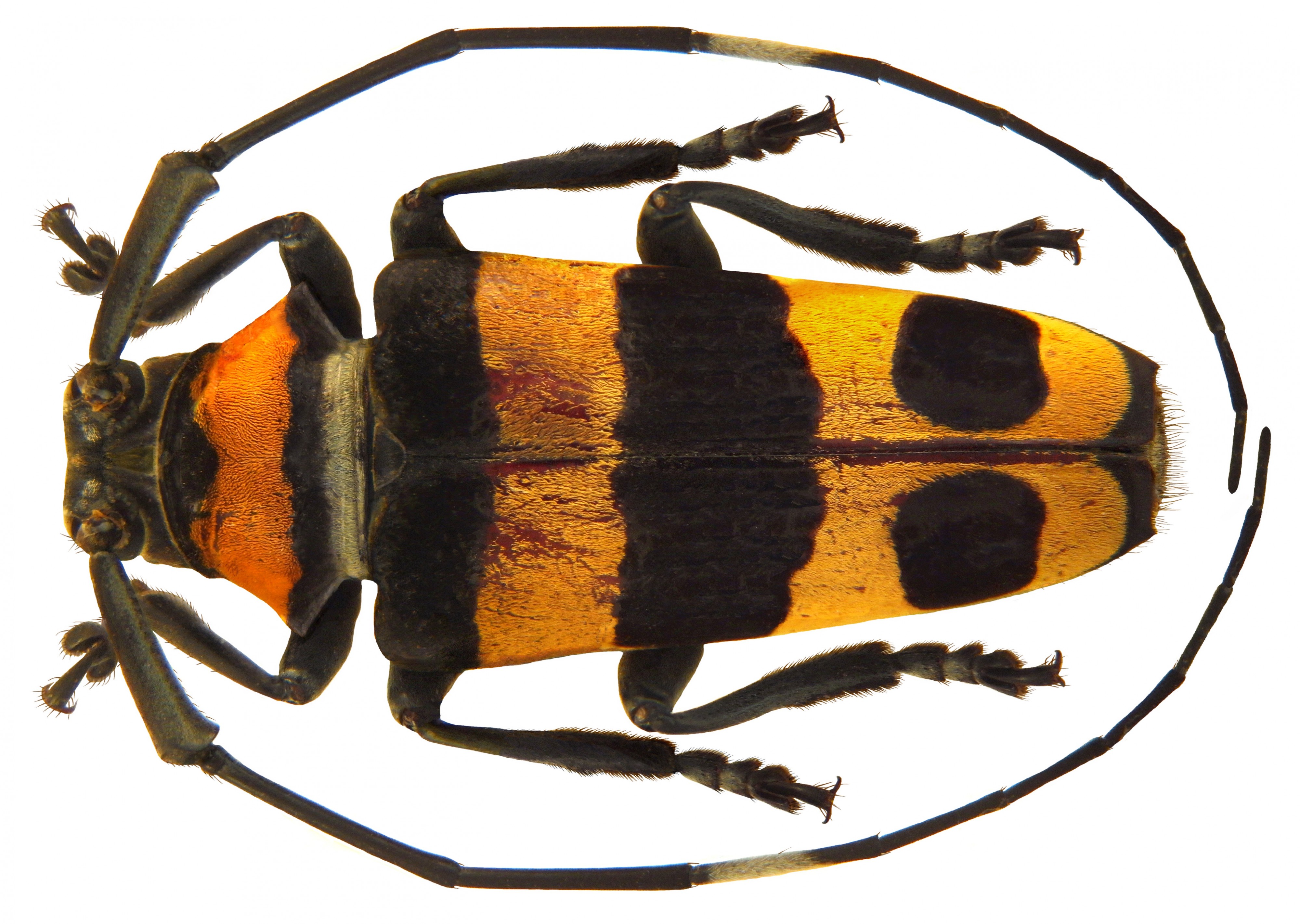 Cereopsius quaestor (Newman, 1842) female (5166168287)