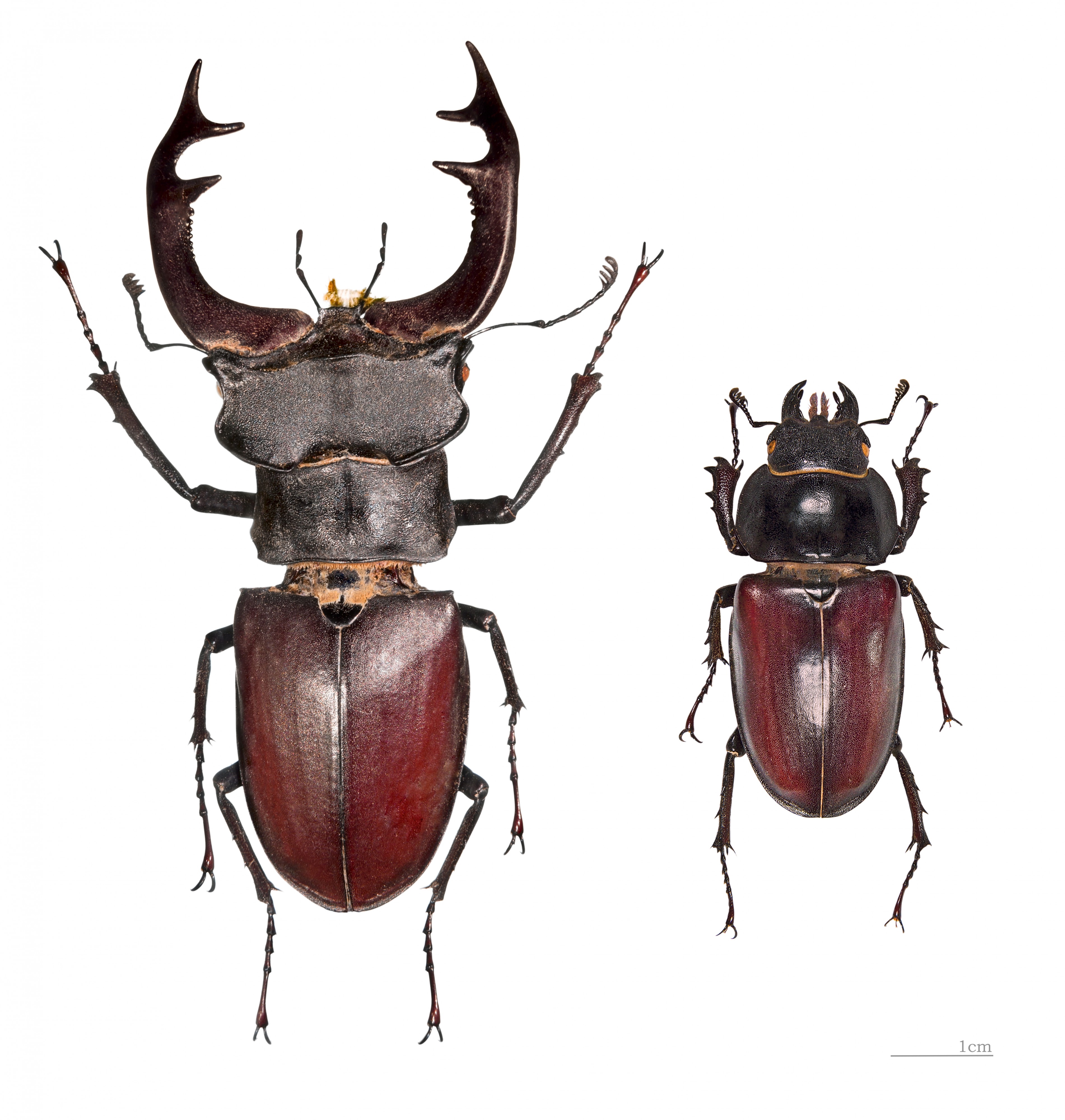 Cerf-volant MHNT male et femelle