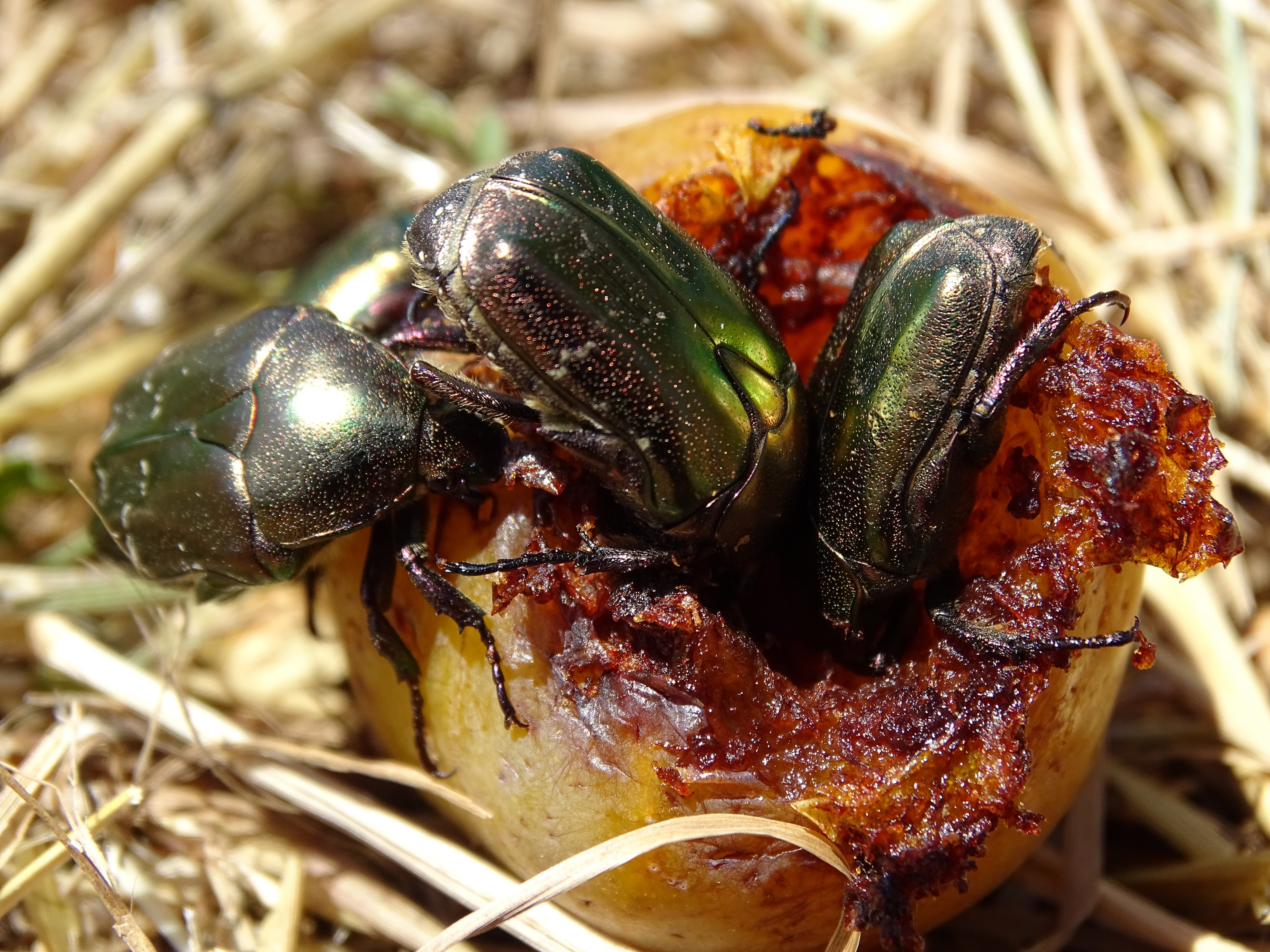 Cetonia aurata on a plum