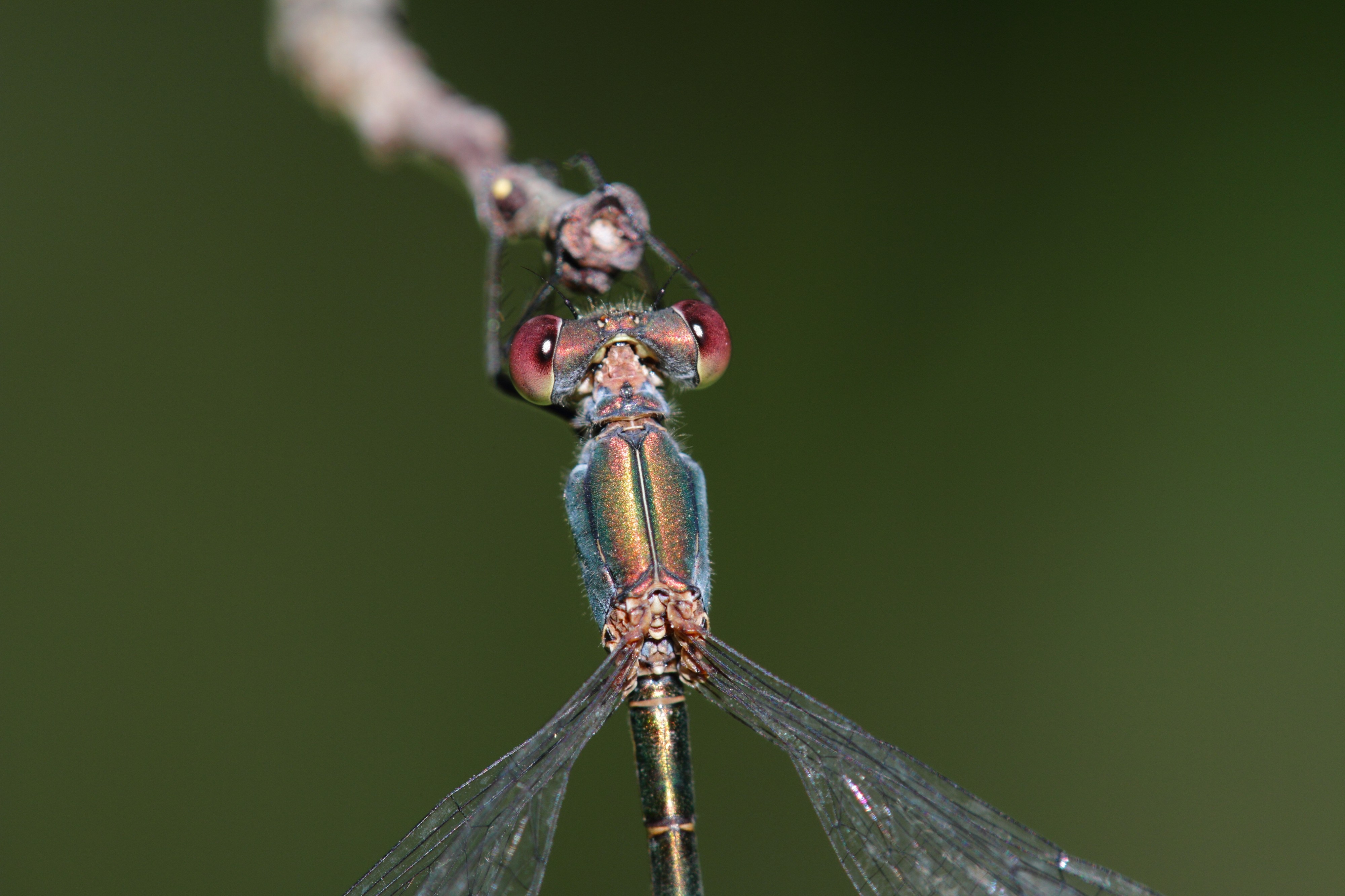 Chalcolestes viridis - Schönbrunn